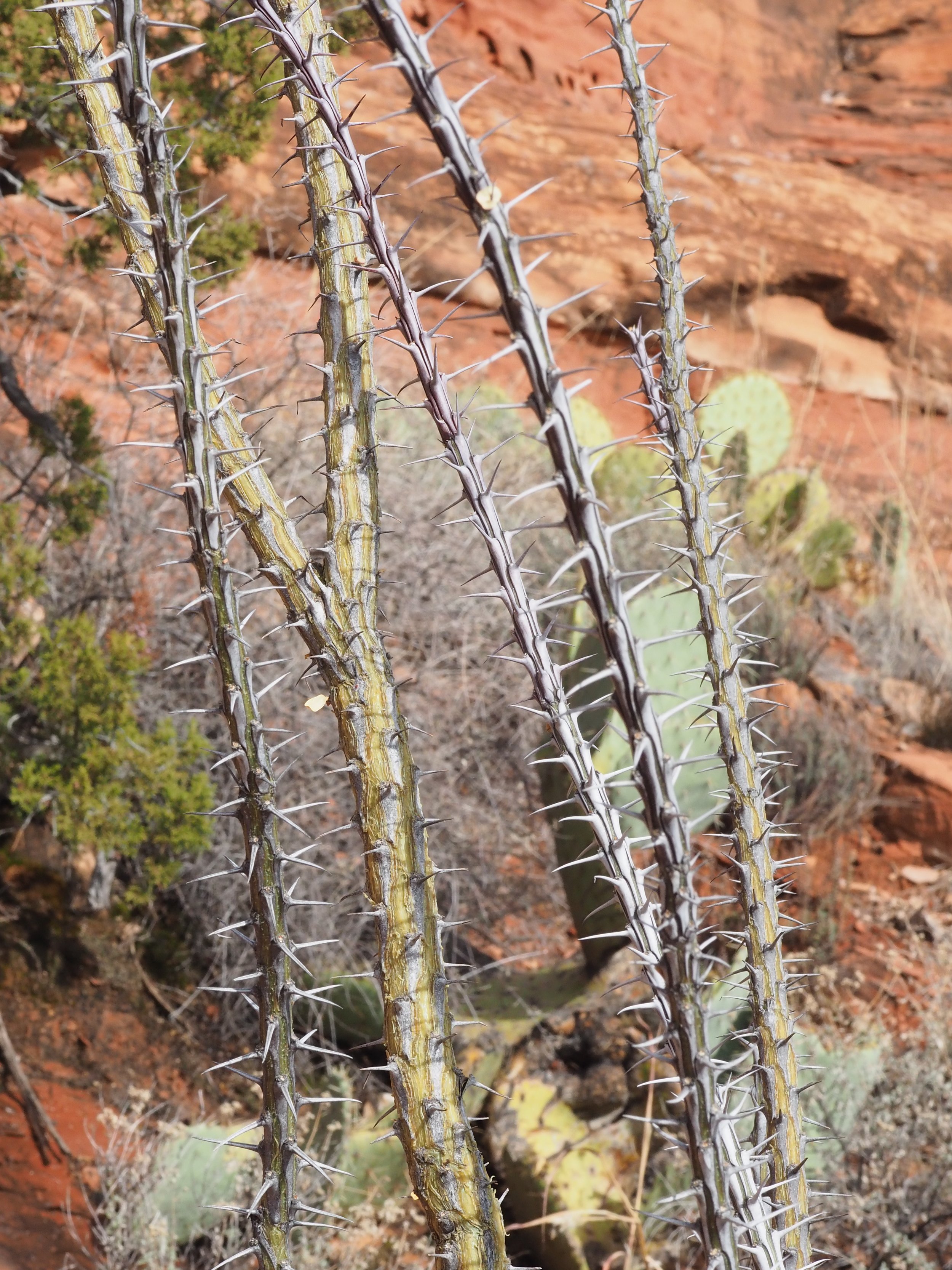 Close-up of ocotillo plant stems with long thorns in a desert landscape featuring red rocks in the background.