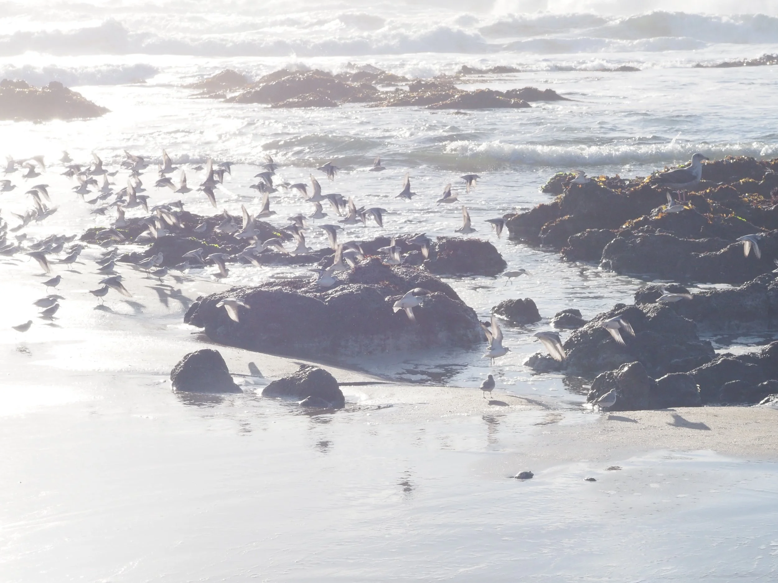 Birds flying and resting on a rocky, sandy beach with ocean waves in the background.