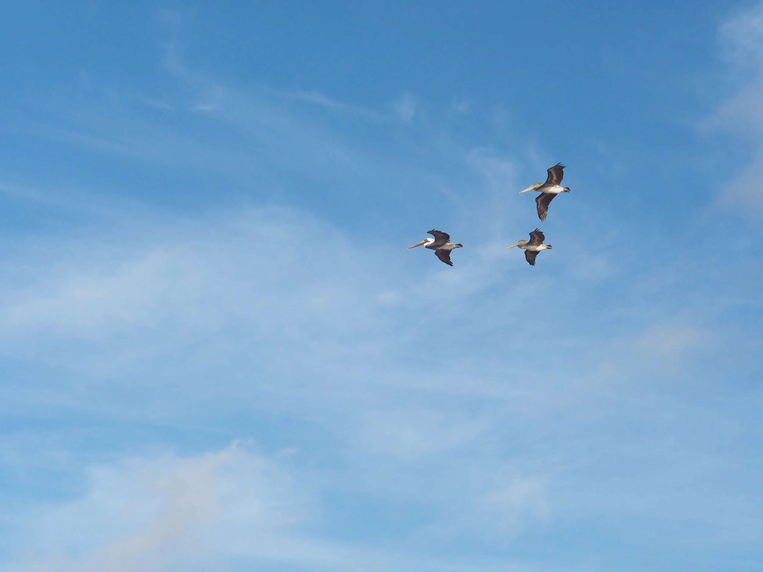 Three pelicans flying in a clear blue sky.