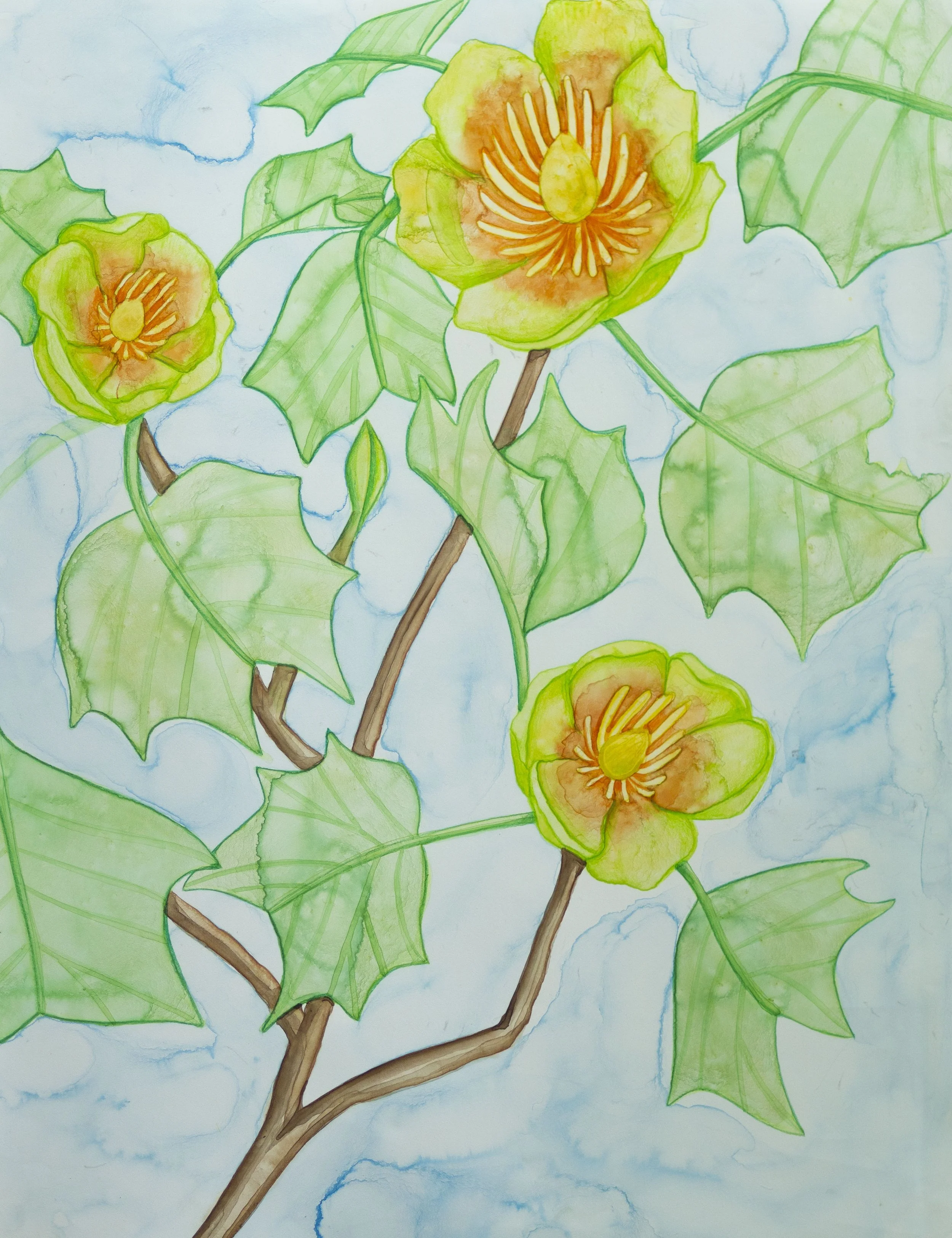 Watercolor painting of tulip tree branches with yellow-green flowers and green leaves.