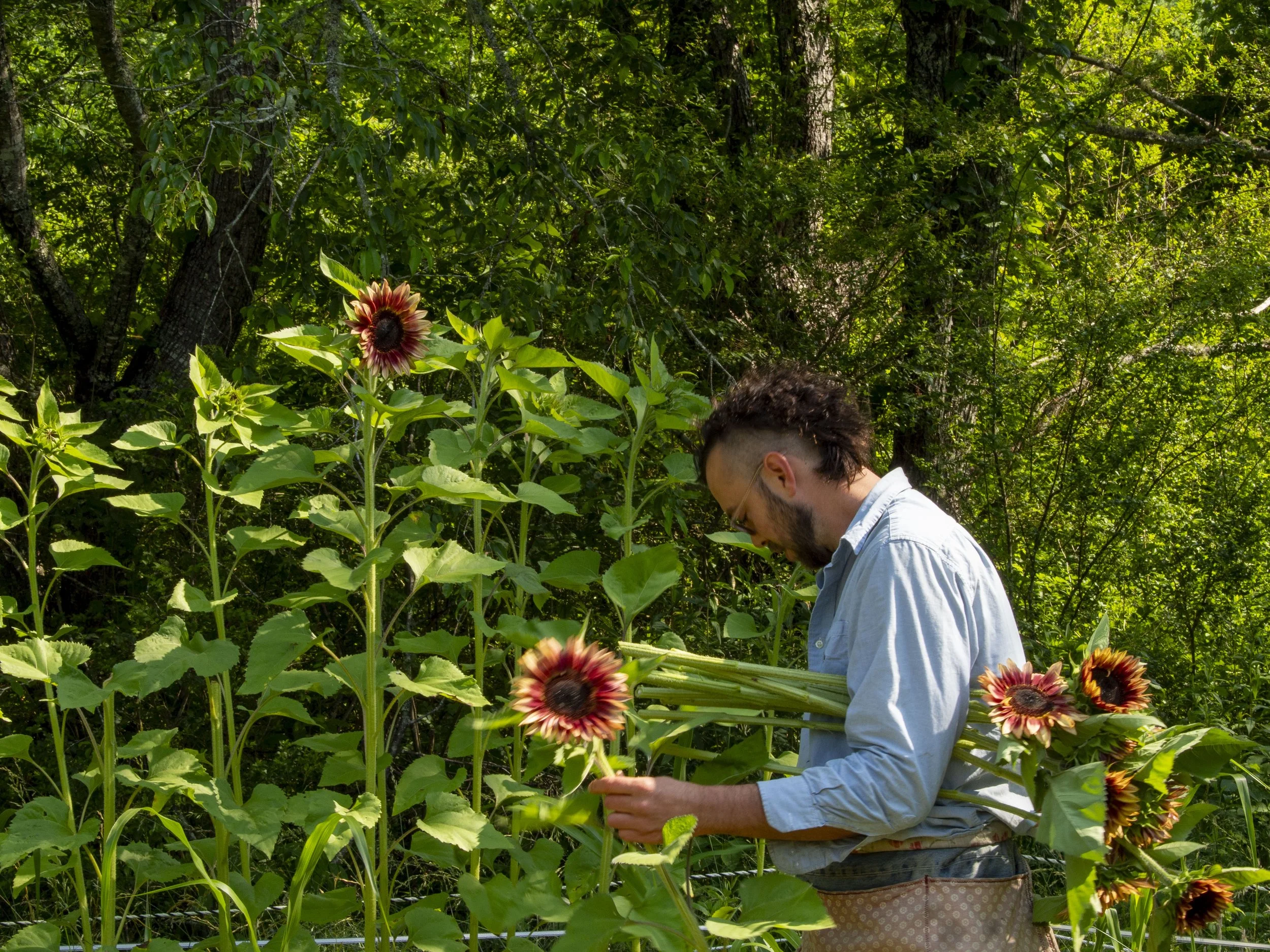 Person harvesting sunflowers in a lush, green garden.