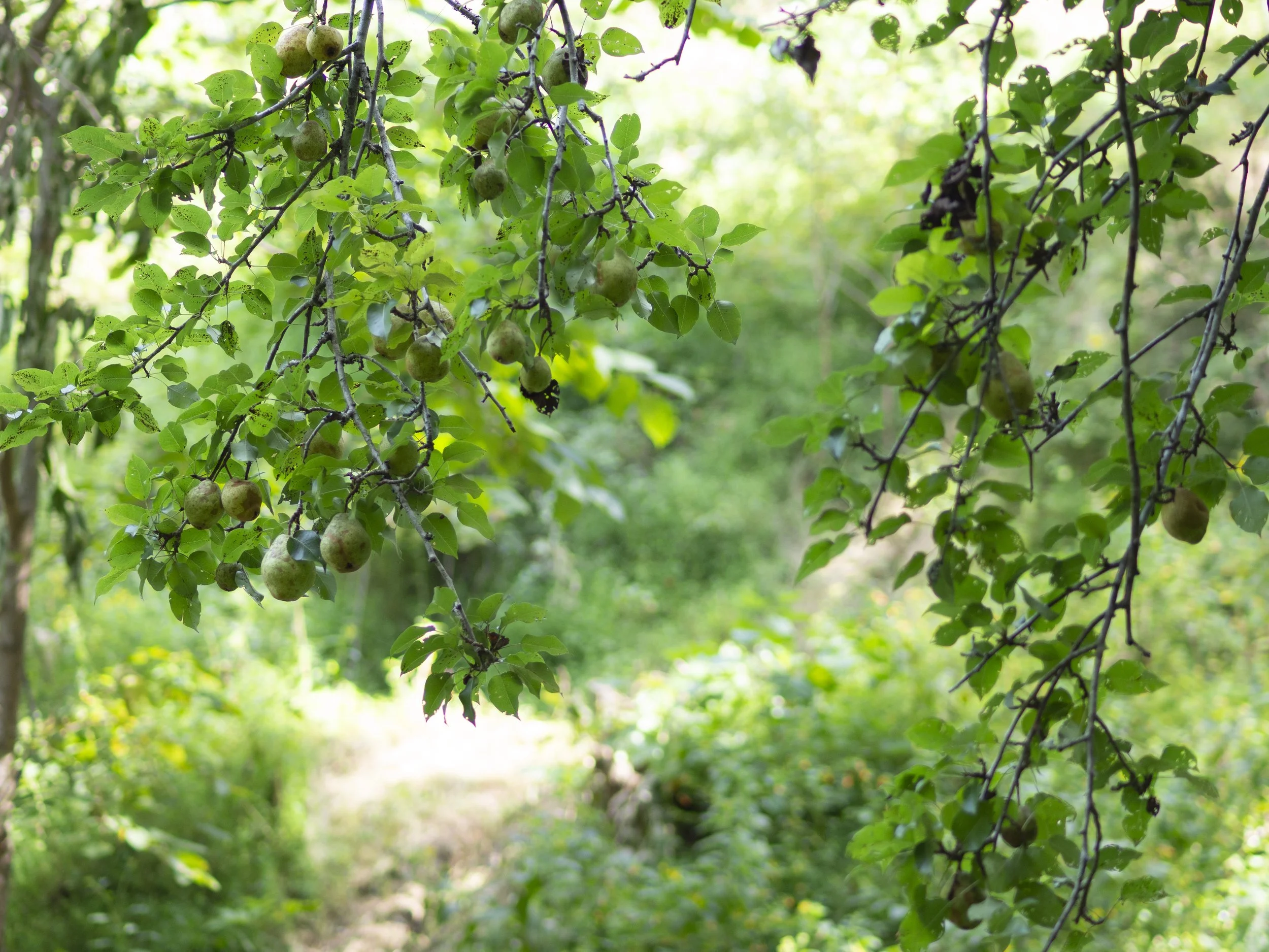 Pear tree branches with green leaves and ripe pears hanging in a sunlit garden.