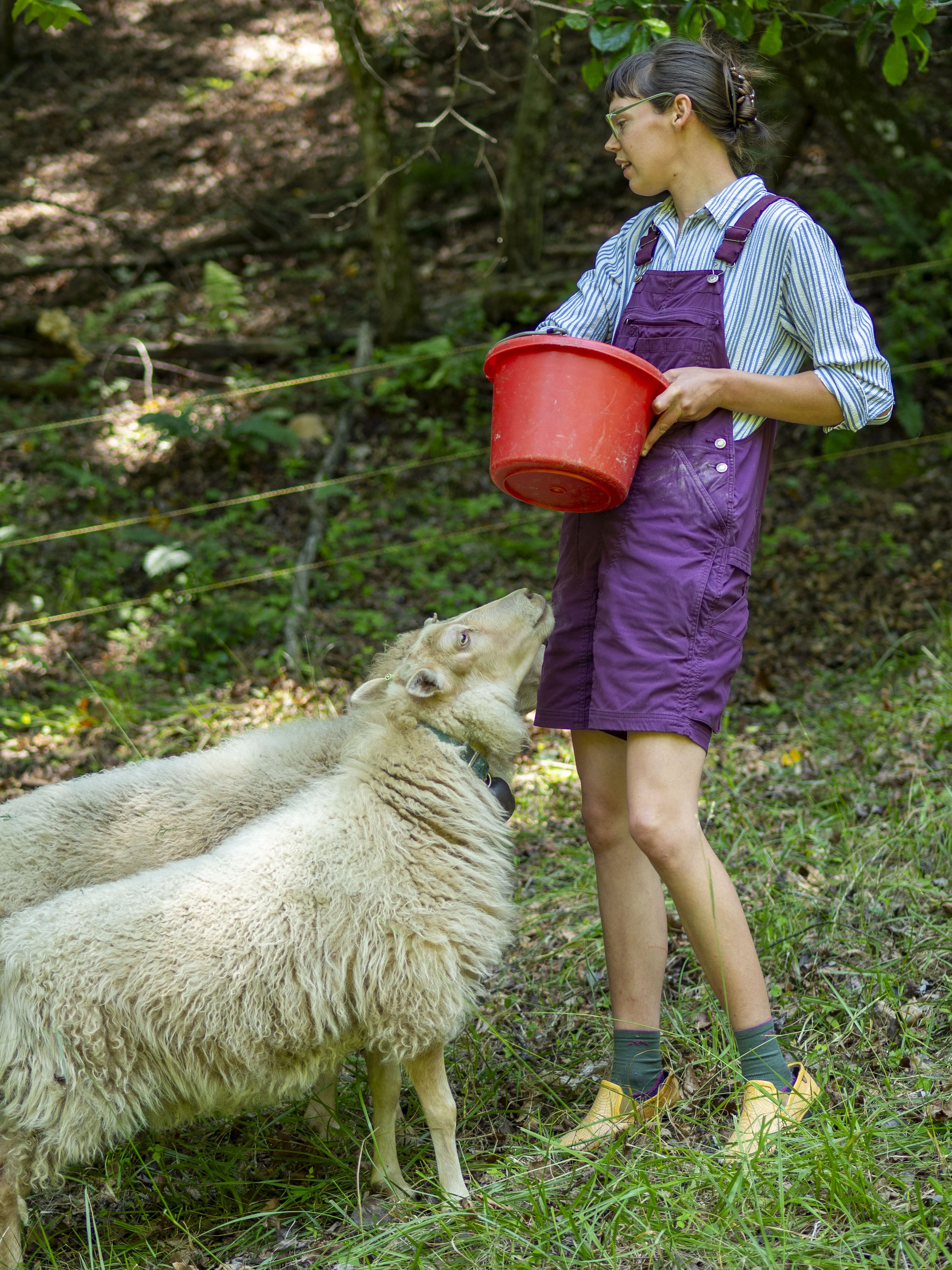 Person in purple overalls feeding sheep outdoors with a red bucket in a green, wooded area.