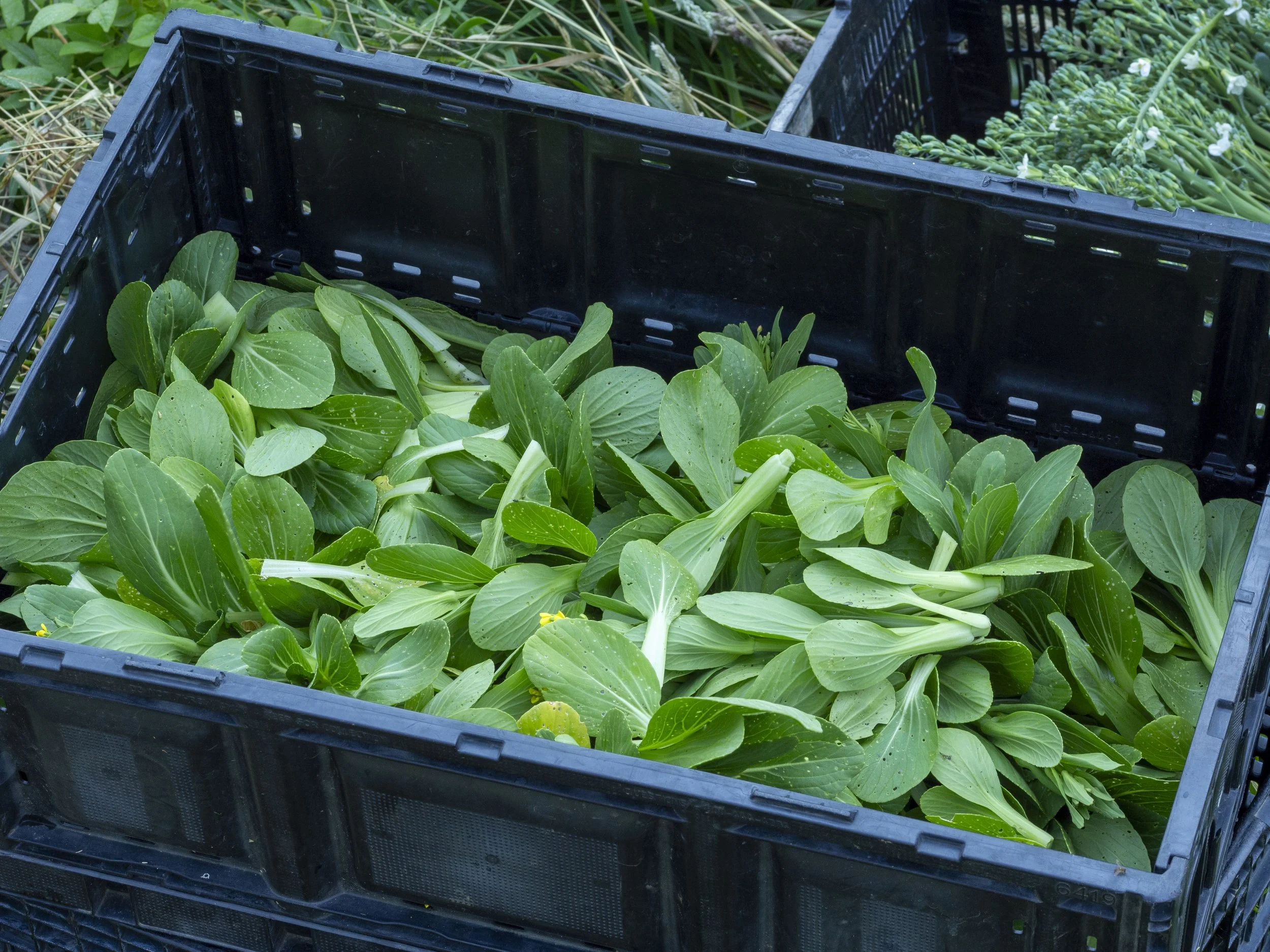 Fresh bok choy leaves in a black plastic crate outdoors.