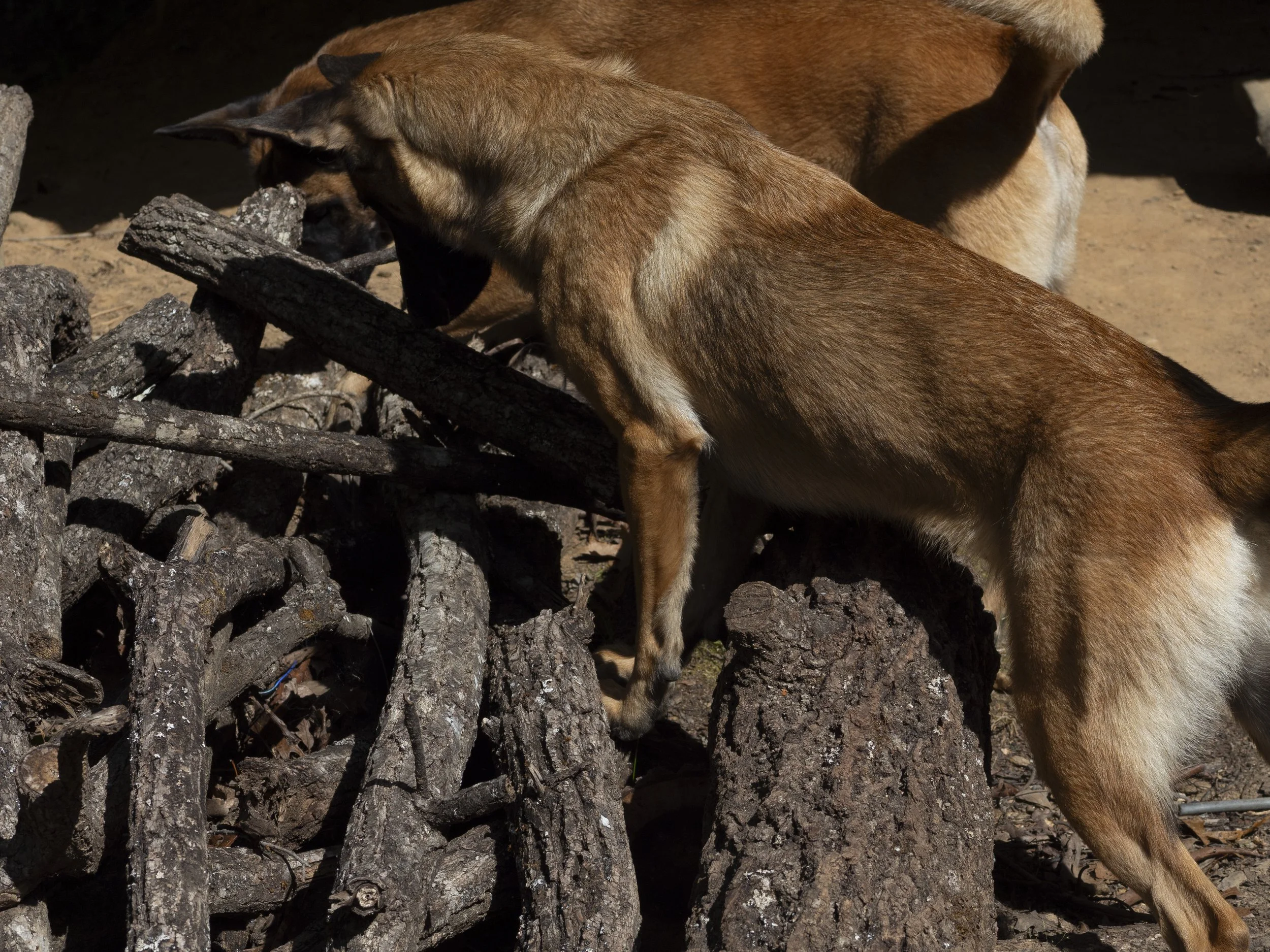 Two dogs sniffing a pile of logs outdoors.
