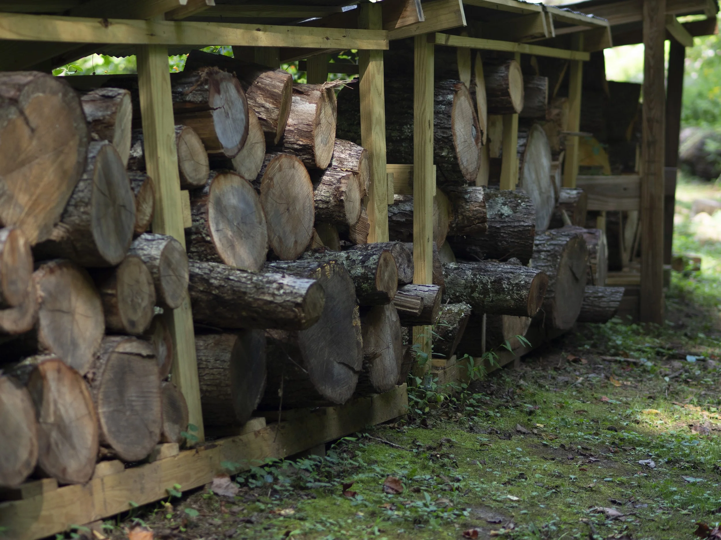 Stacked logs under a wooden shelter outdoors