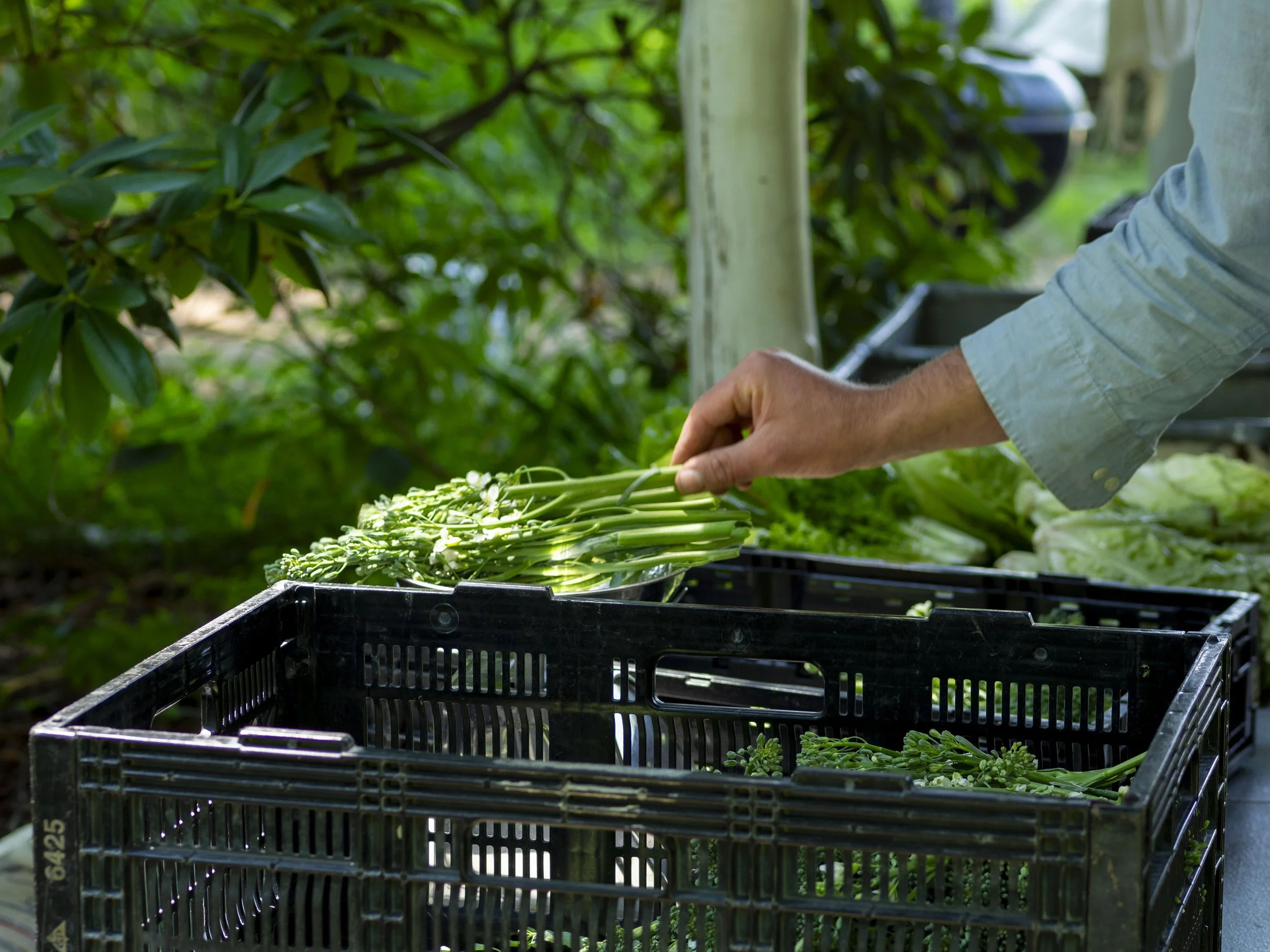 Person picking fresh broccolini from a black crate at an outdoor market.