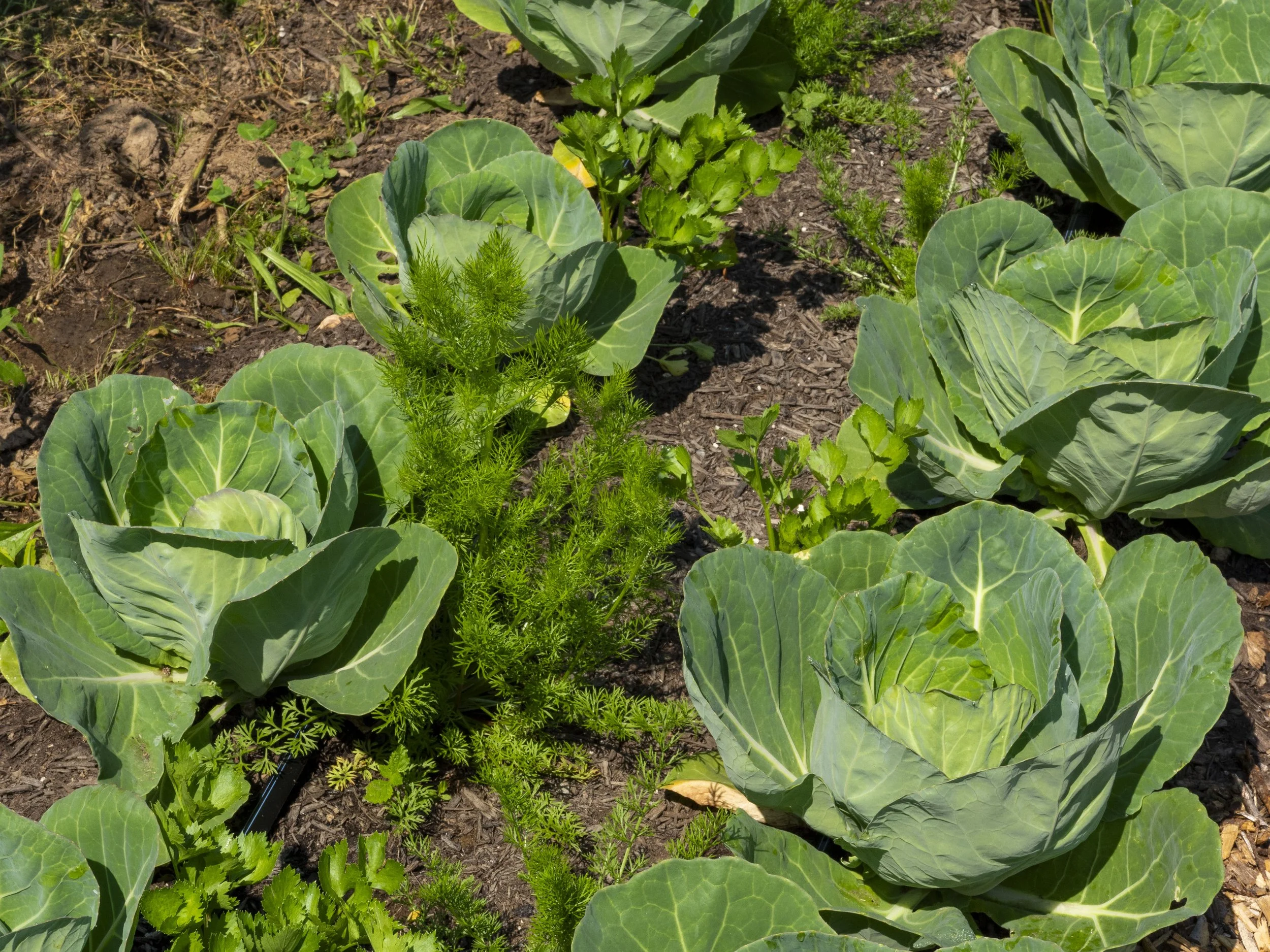 Cabbage and dill plants growing in a garden