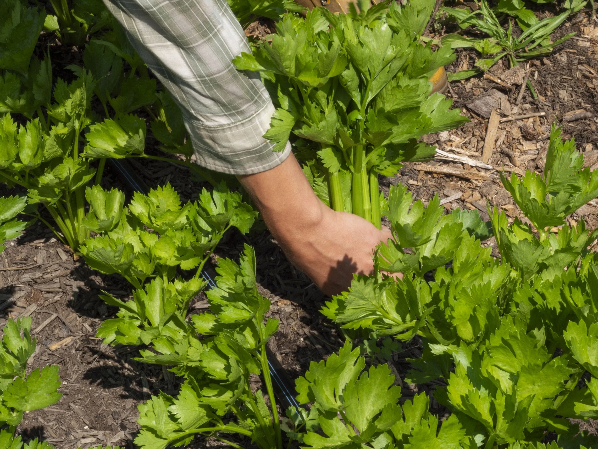 Person harvesting celery from a garden
