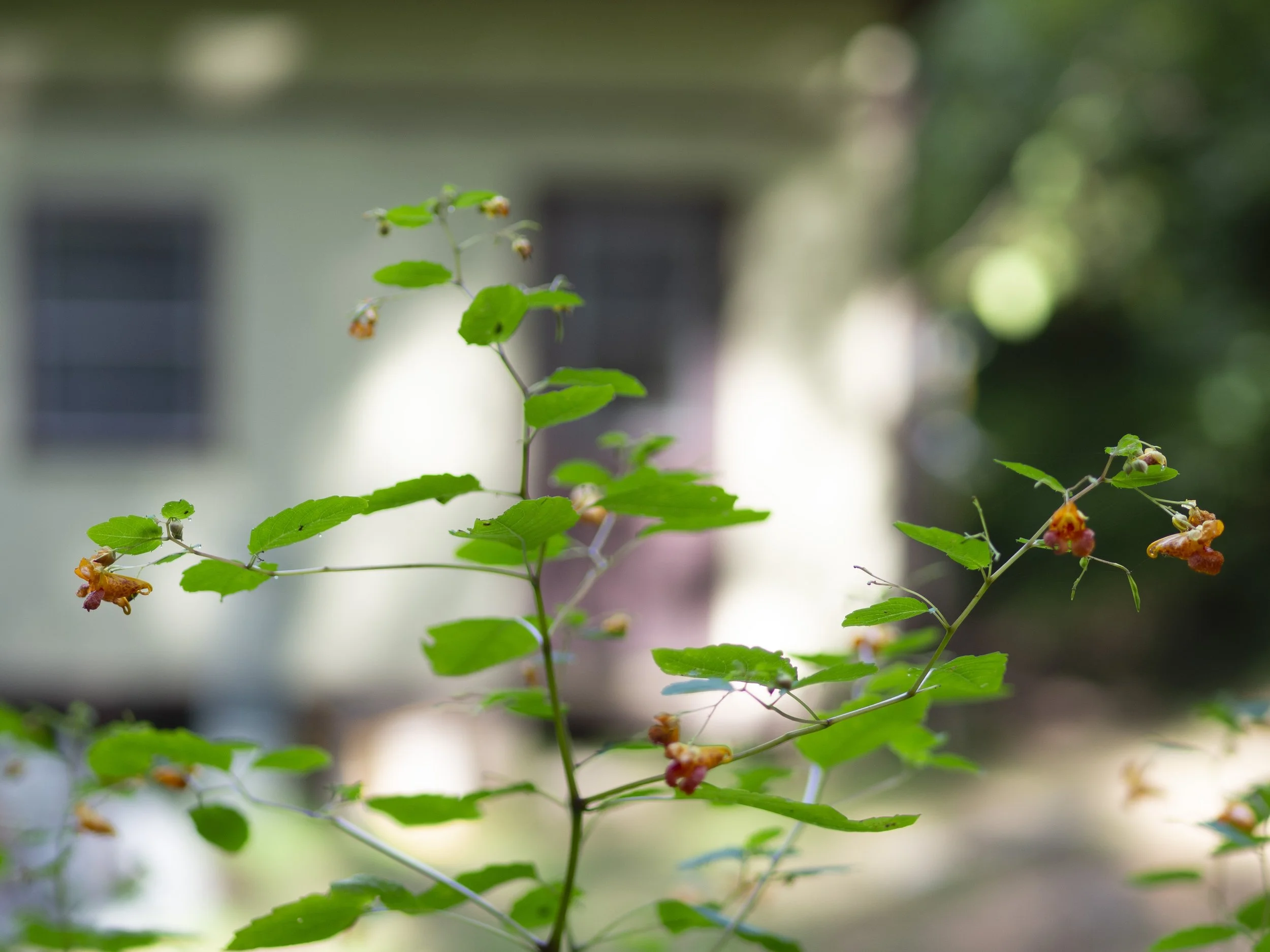 Close-up of a flowering plant with green leaves and small orange flowers in front of a house with a blurred background.