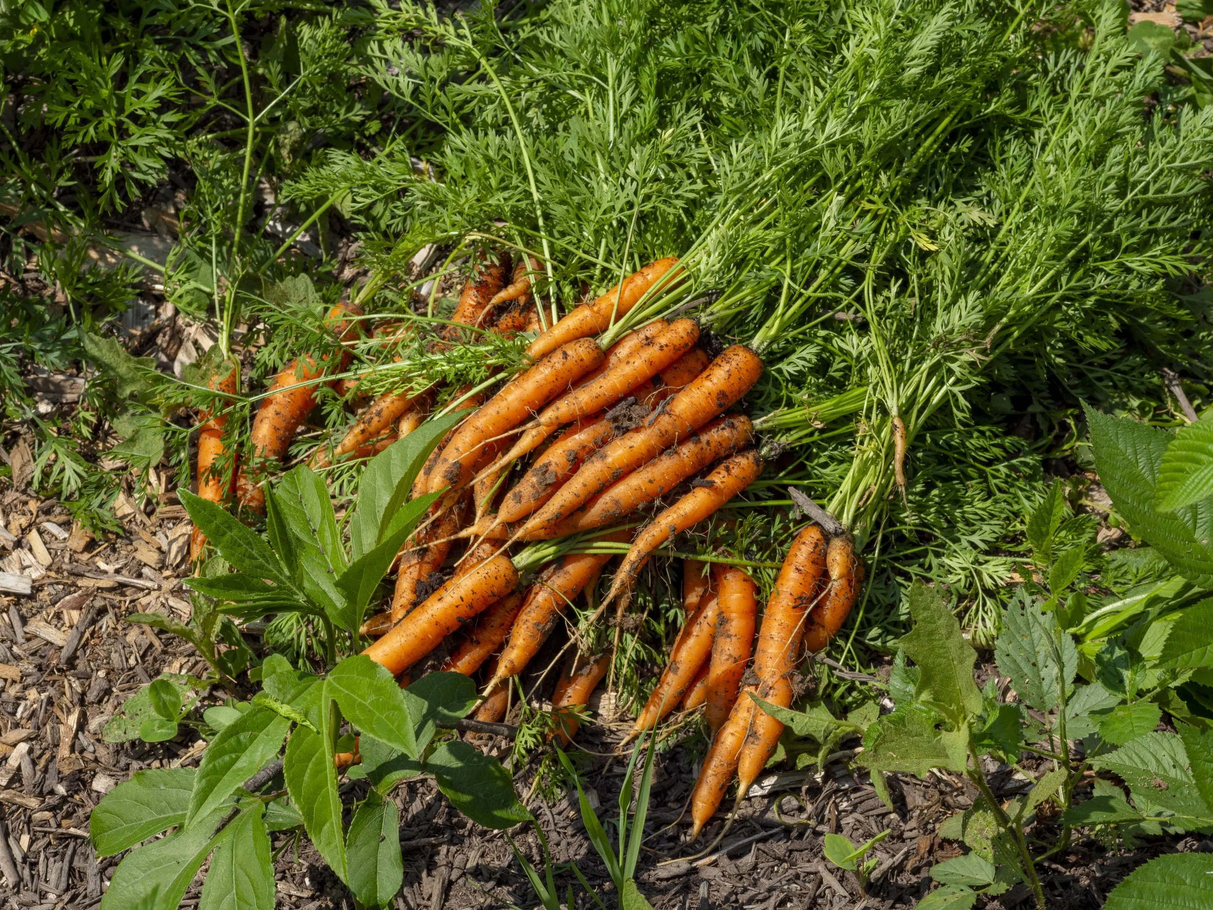 Freshly harvested carrots with green tops lying on the soil in a garden.