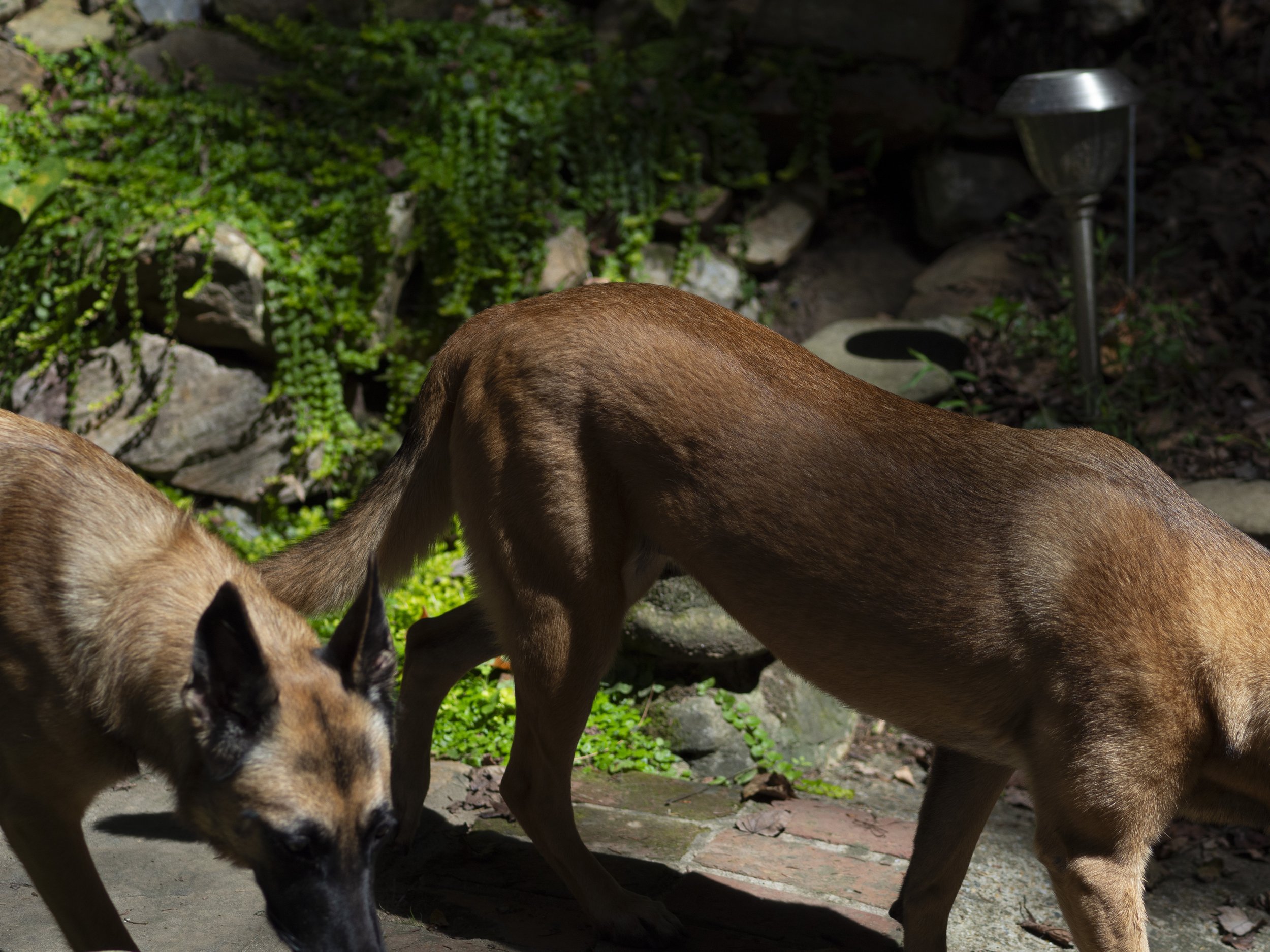 Two Belgian Malinois dogs walking on a stone path with greenery in the background.
