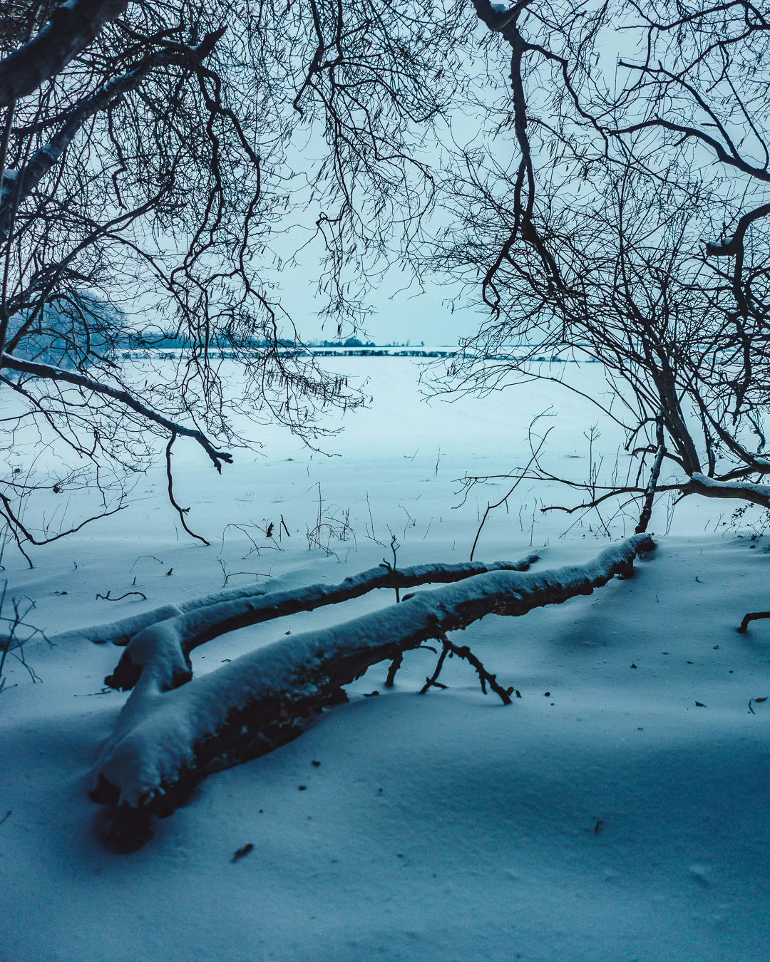 Snow in Gaunts, Winter in Wimborne, and "Snowsomnia" in Stanbridge