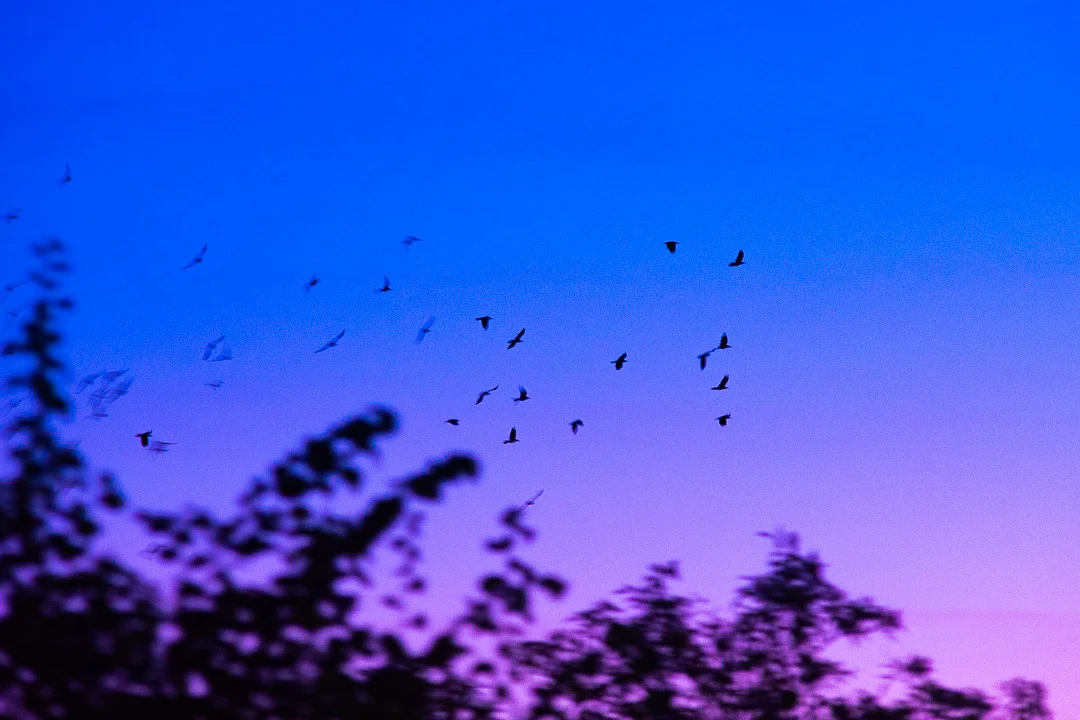Beneath a Purple Stanbridge Blanket