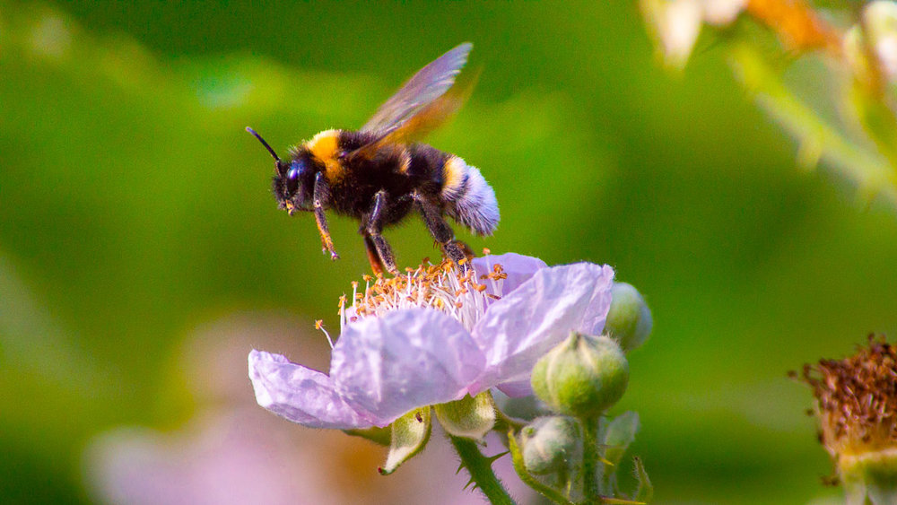 Bee, Launching from Blackberry Blossom