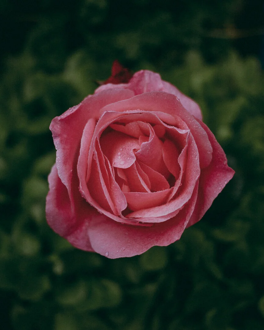 Rows of Garden Roses to Raise Your Rainy Spirts