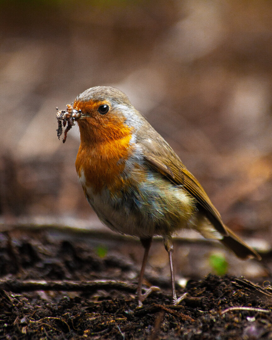 Offer robins what they need and they'll stick around