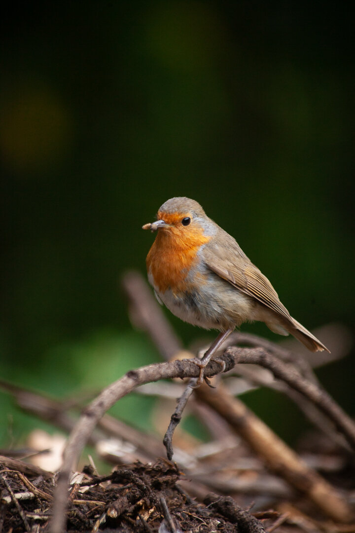 British Robin
