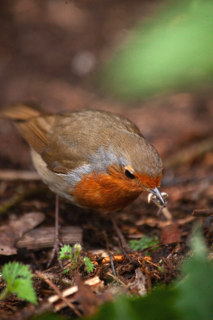 Offer robins what they need and they'll stick around