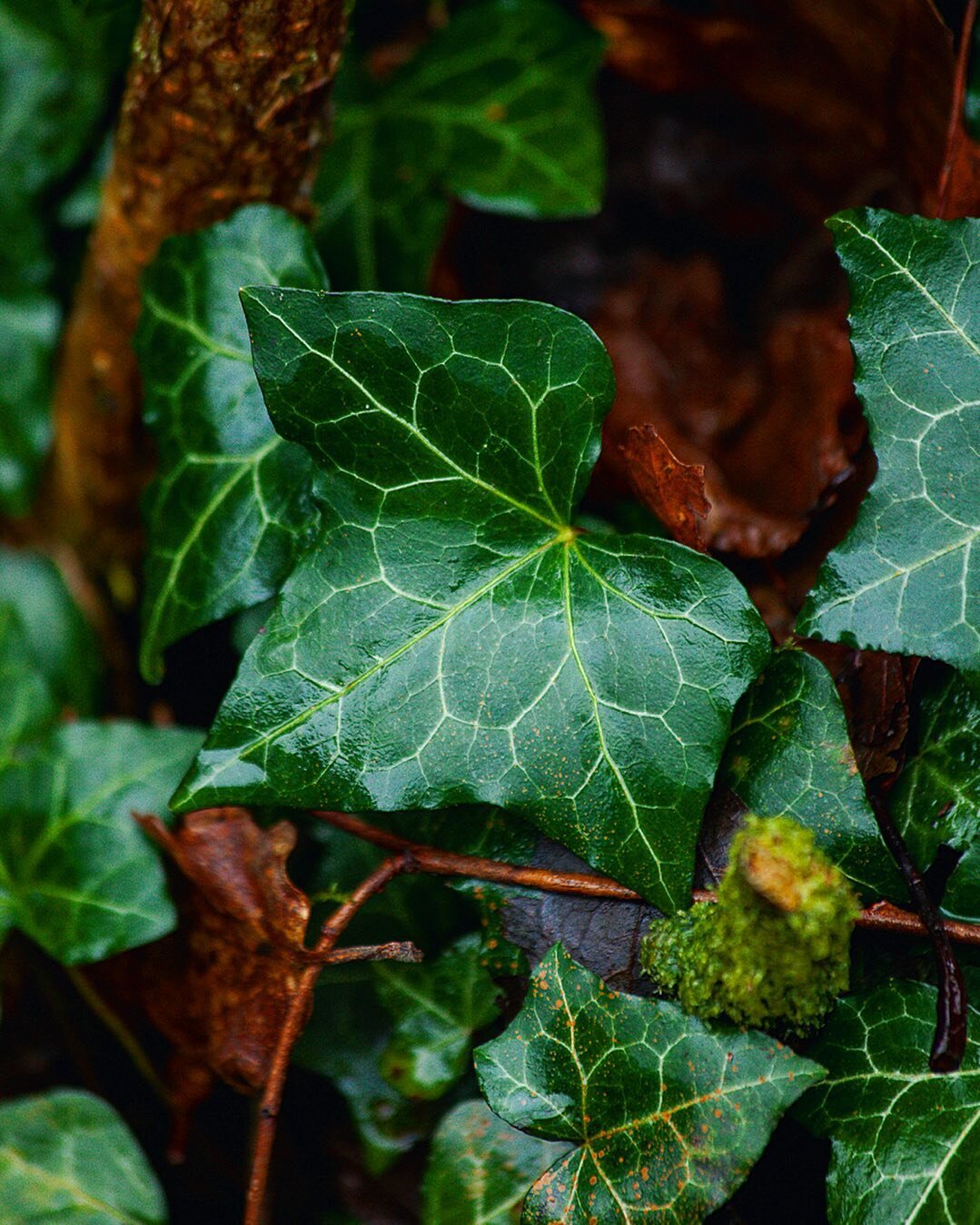 #Ivy dripping with morning moisture, lush with life despite this cloudy winter.