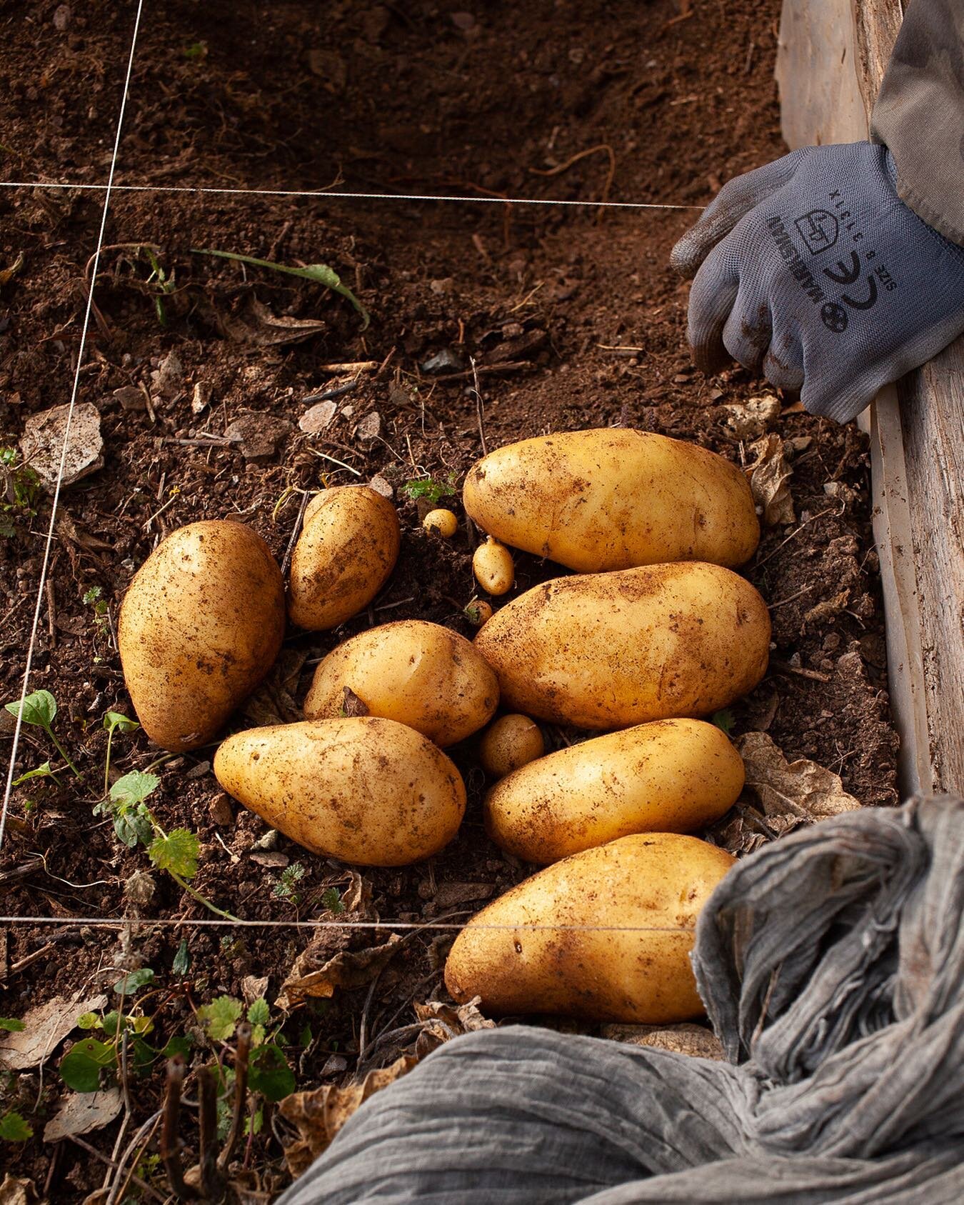 The Great Potato Harvest of #2021
.
#DevonLife
#DevonCoast
#DevonArtist