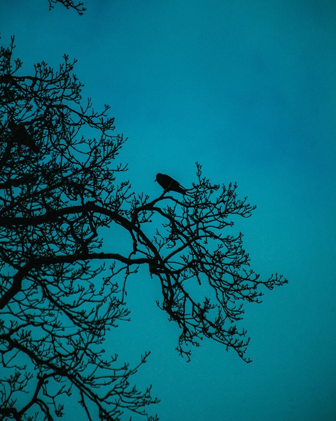 This #Rook looks solitary but is connected to a whole family of friends via the branches of this #oak tree.
-
#DevonLife
#DevonCoast
#DevonArtist