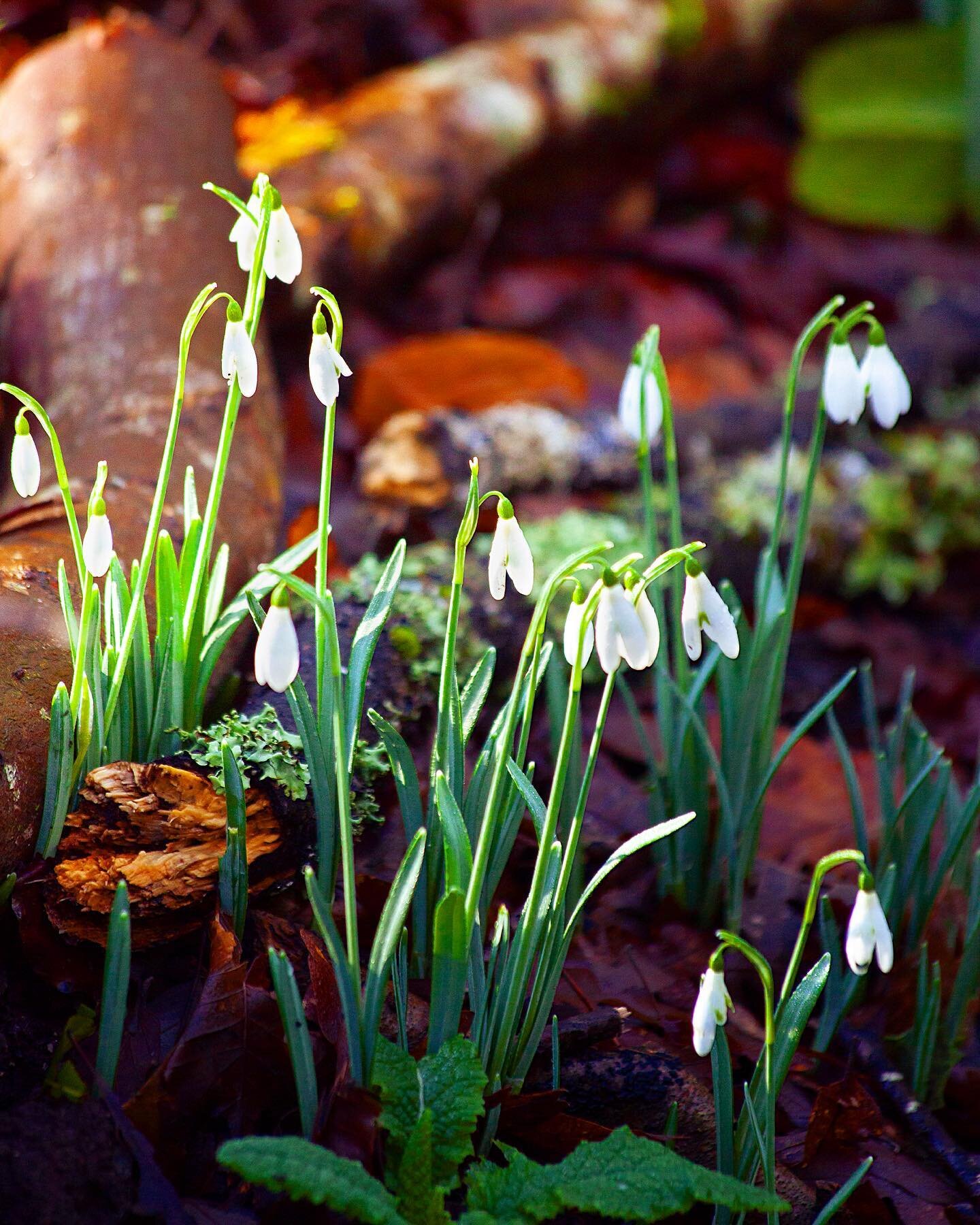 #snowdrops more like Snowdroops 🌱