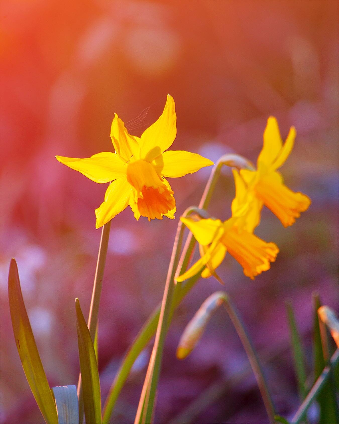 After snowdrops come #daffodils on the sunny side of winter. Yellow trumpets fill the hills with sun despite the chill.
