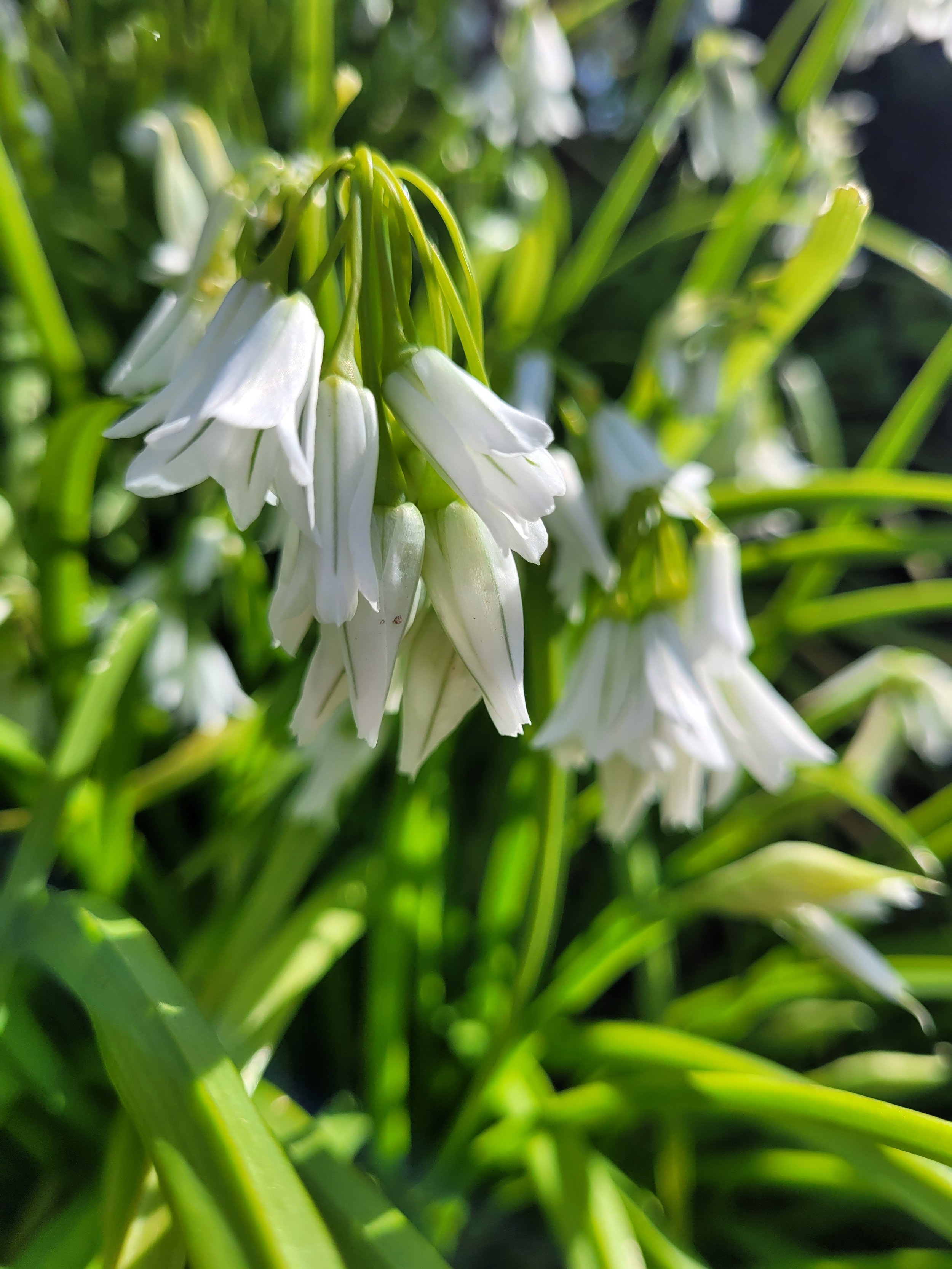 Wild-Garlic’s Wild News Cycle