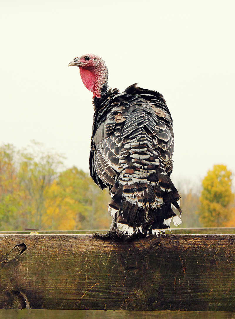 buckley_turkeys_6b.jpg