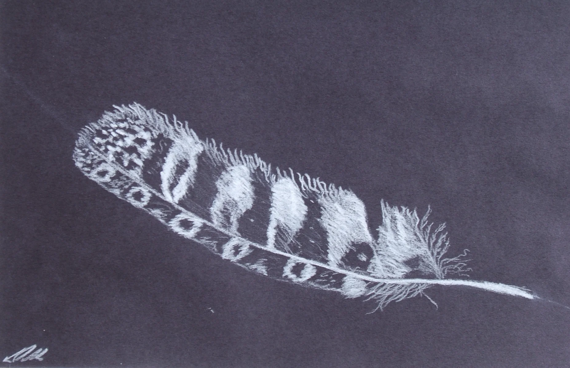 Laura Nelson sketch with white pencil on black from 2013 Ghost Ranch class 