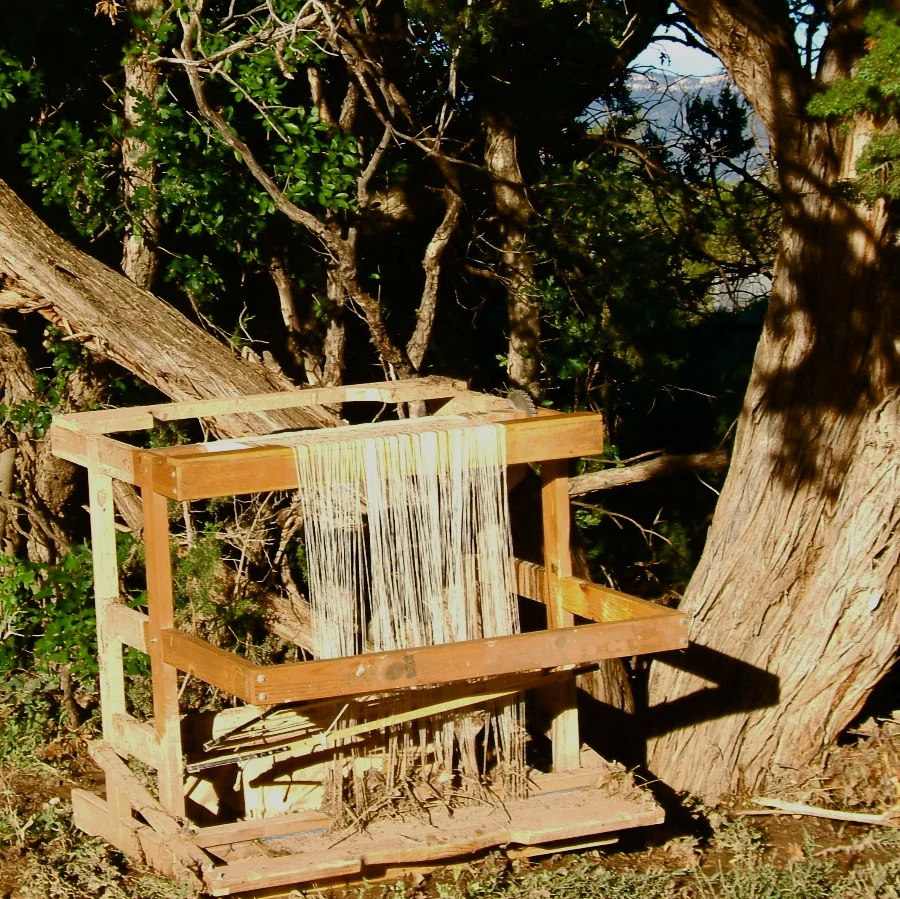 Rio Grande loom upended in cedar tree photo credit: Elizabeth J. Buckley