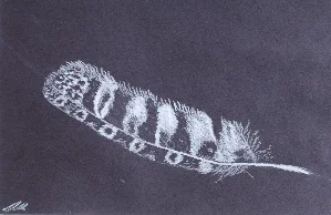 Feather drawing by Laura Nelson 2013 Drawing as Meditation class at Ghost Ranch