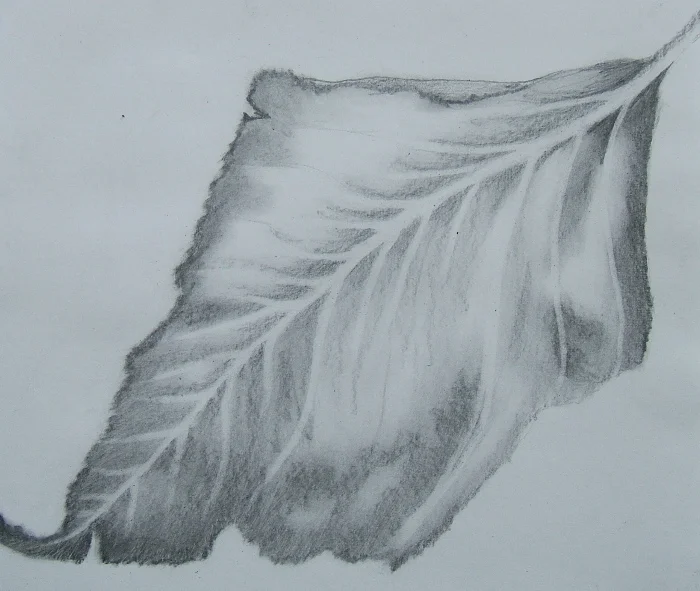 Leaf drawing by Emily Flores 2014 Drawing as Meditation class at Ghost Ranch