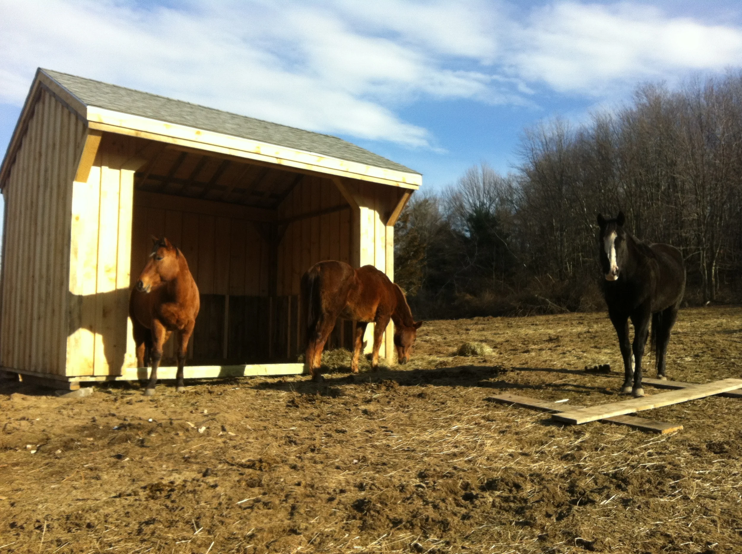 Horse run in shed completed.  Horses happy!