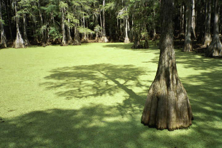 ghost swamp_Florida_1sm_1000.png