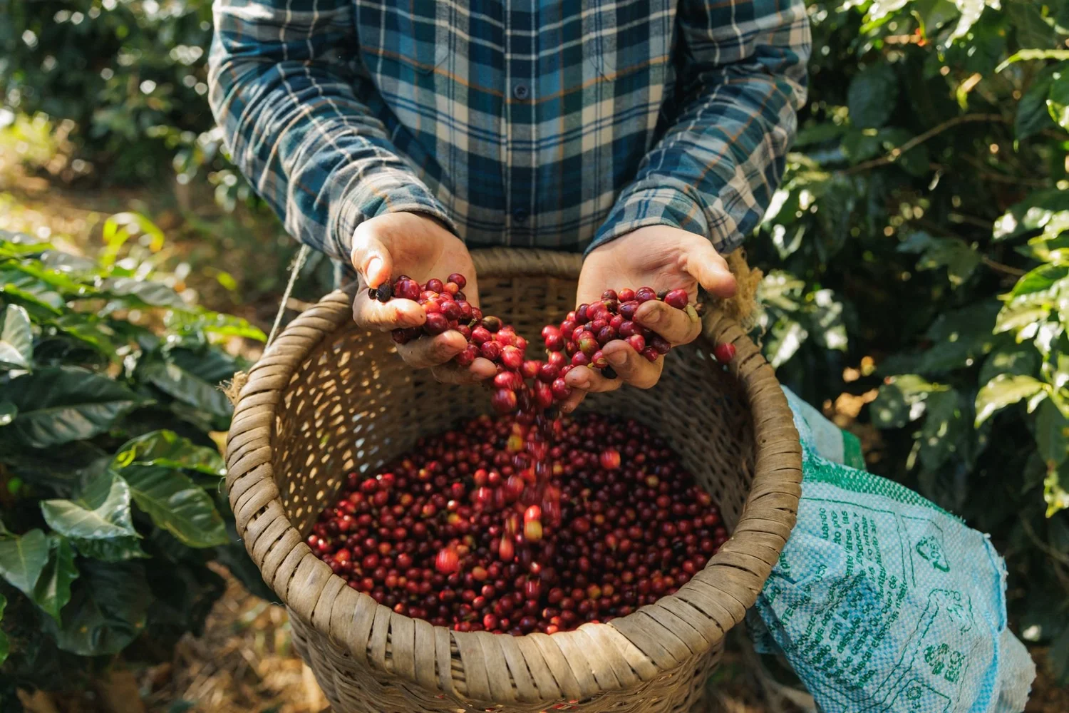 Hands pouring freshly picked red coffee cherries into a woven basket