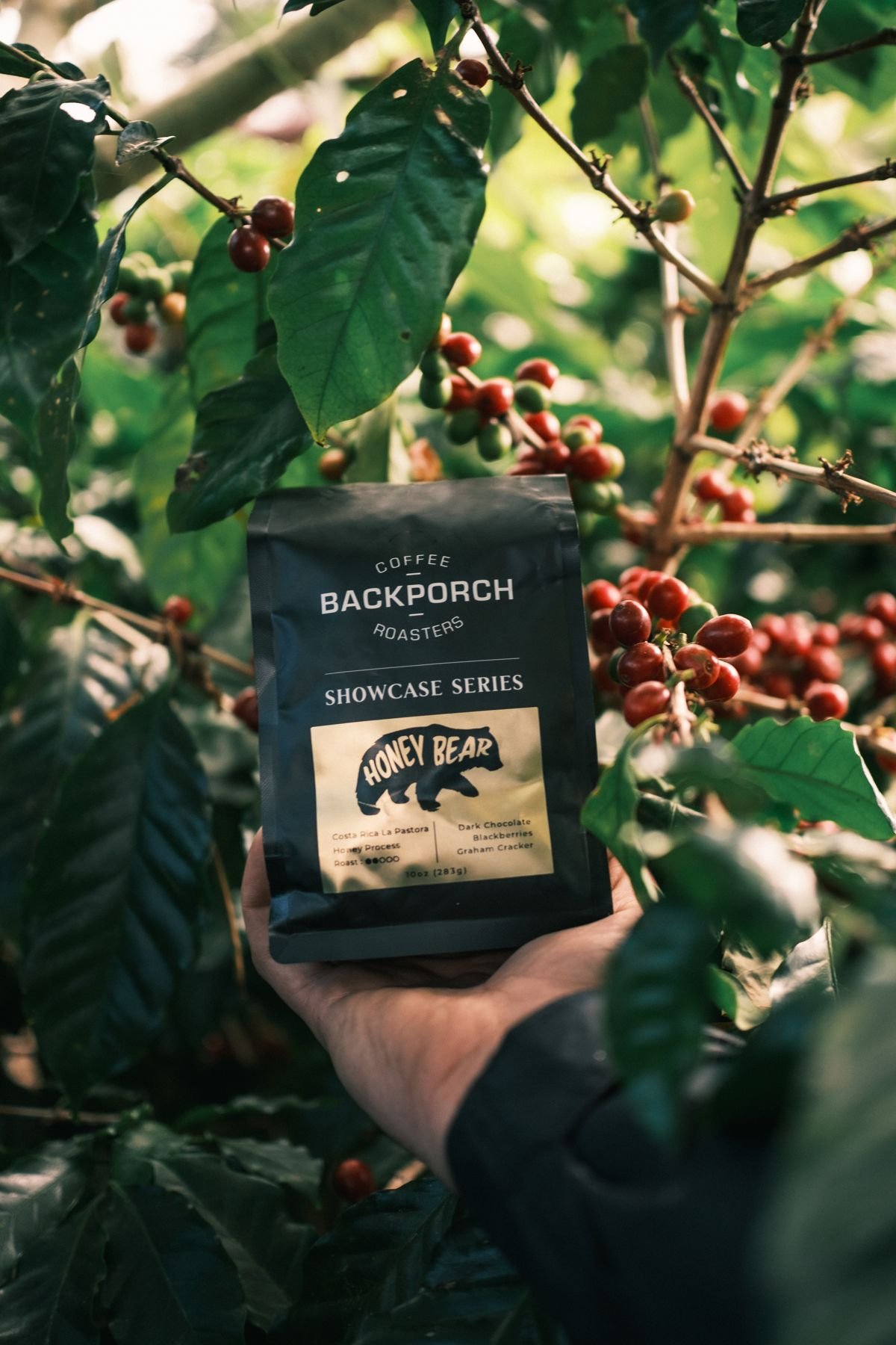 A bag of Backporch coffee held up among ripe coffee cherries at La Minita