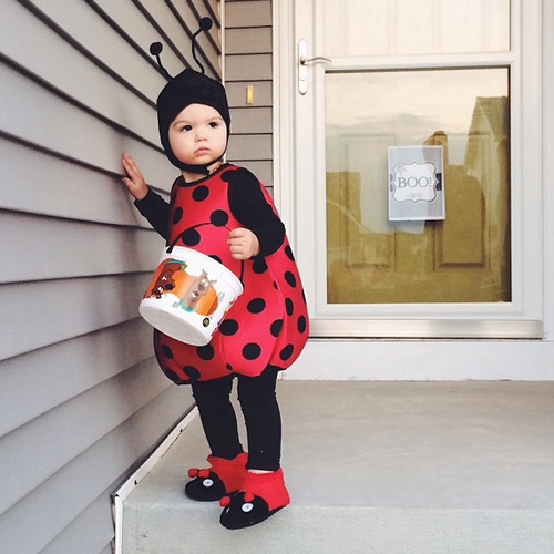 ladybug.jpeg