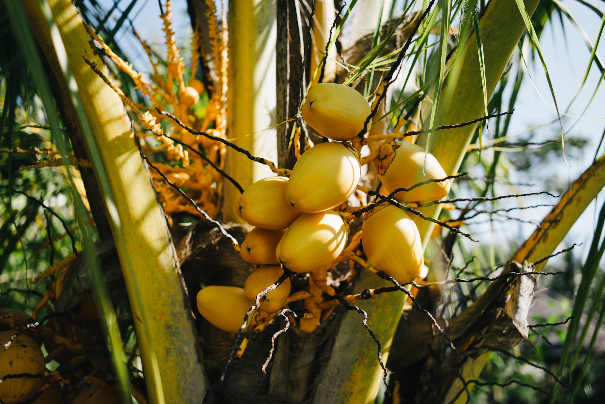  Yellow coconuts growing between the villas. 