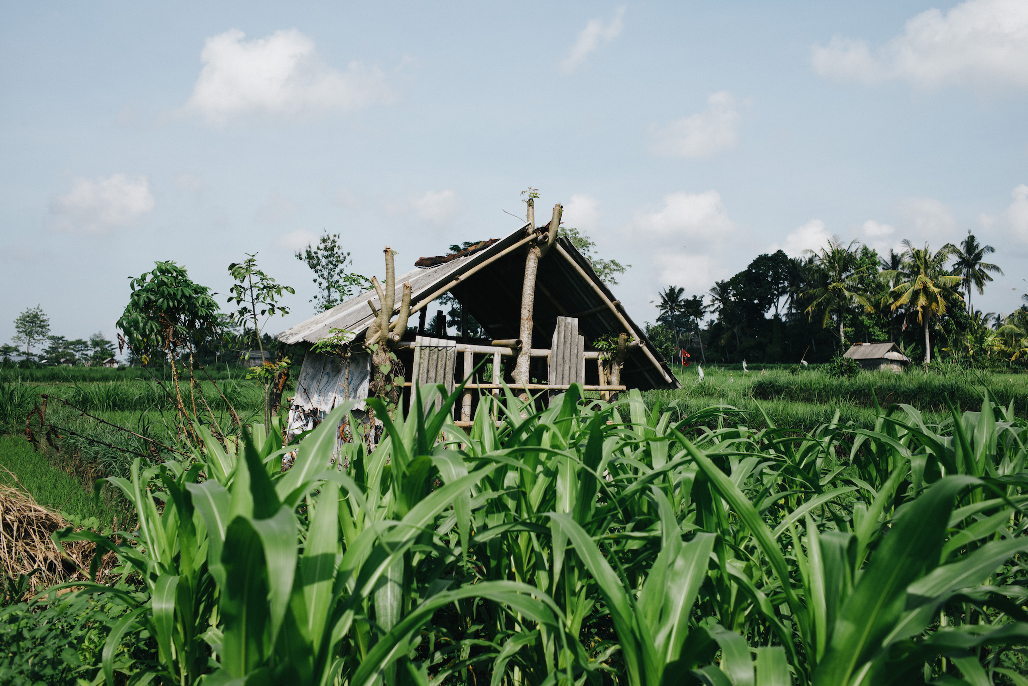 Rice and vegetable fields in Sidemen, Bali. Shot on Leica M Typ 240, Summarit 35mm f/2.5 using VSCO Kodak Portra 160NC processing.