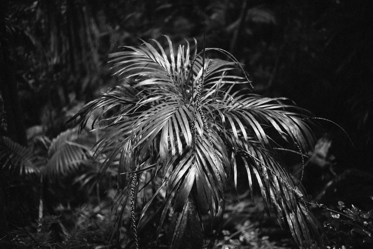 Nick-Bedford-Photographer-160806-082454-Cunningham's Gap, Hiking, Landscape, Leica M Typ 240, Queensland, Summilux 35mm.jpg
