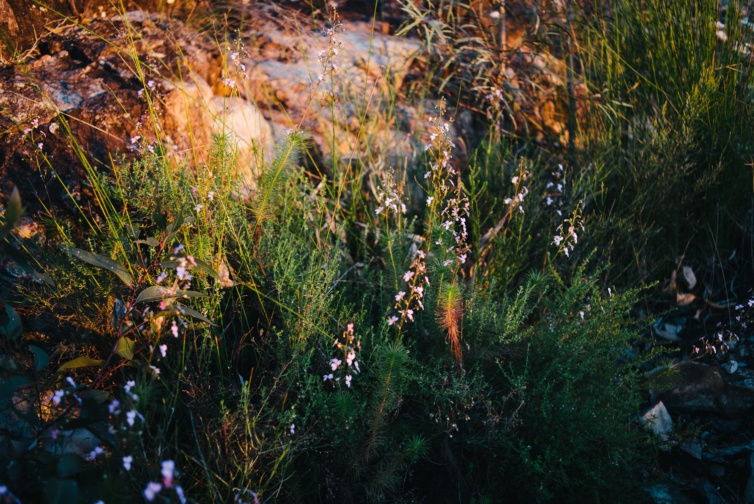 Nick-Bedford-Photographer-20160829_MtGreville_061212-Bushwalking, First Light, Hiking, Leica M Typ 240, Mount Greville, Mountains, Queensland, Summarit 35mm, Sunrise, VSCO Film.jpg