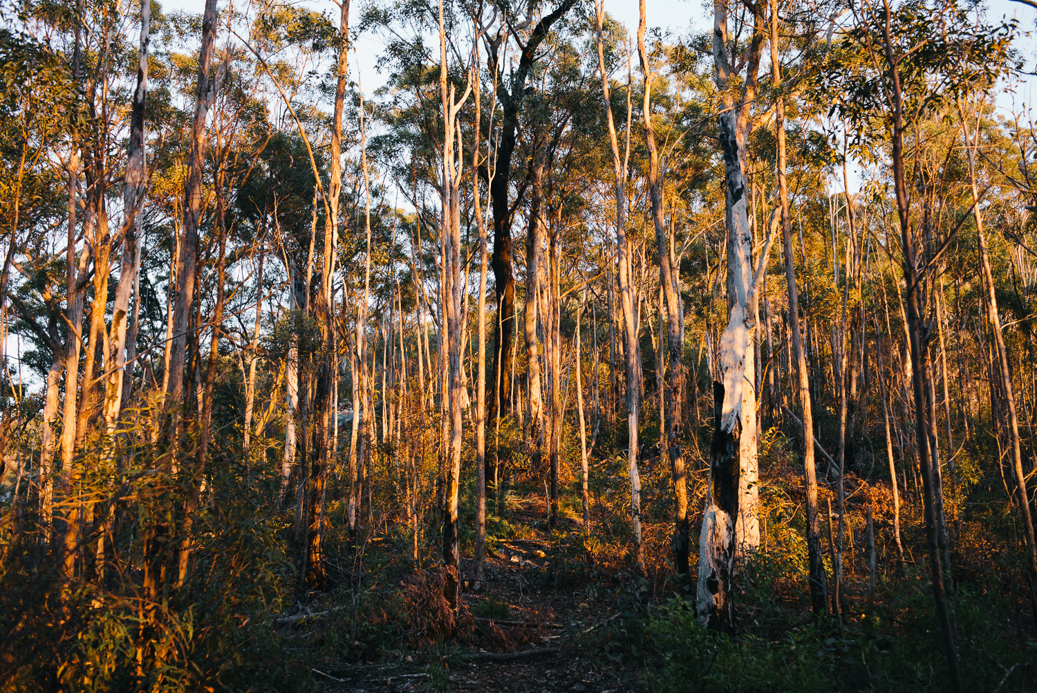 Nick-Bedford-Photographer-20160829_MtGreville_061423-Bushwalking, First Light, Hiking, Leica M Typ 240, Mount Greville, Mountains, Queensland, Summarit 35mm, Sunrise, VSCO Film.jpg