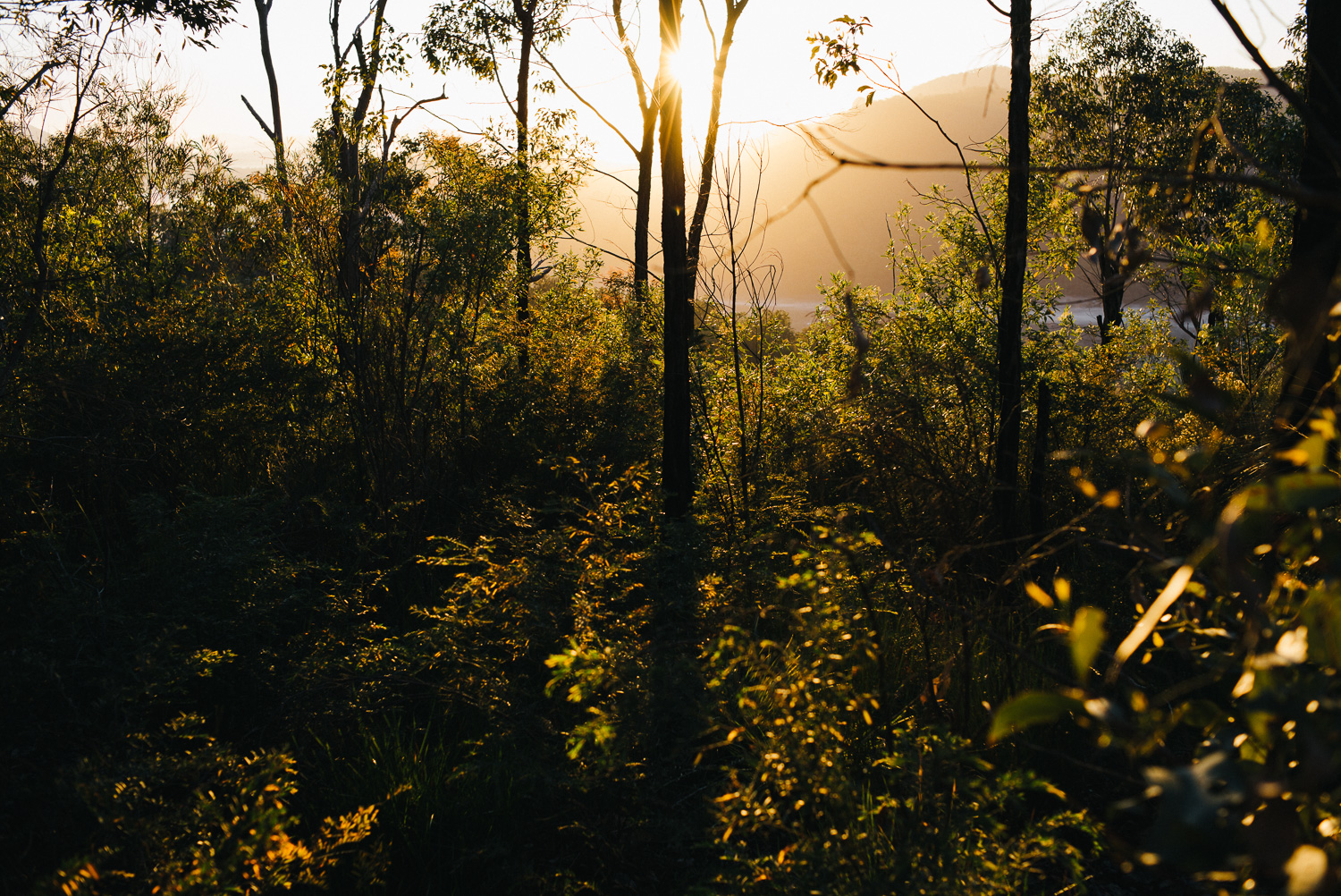 Nick-Bedford-Photographer-20160829_MtGreville_061915-Bushwalking, First Light, Hiking, Leica M Typ 240, Mount Greville, Mountains, Queensland, Summarit 35mm, Sunrise, VSCO Film.jpg