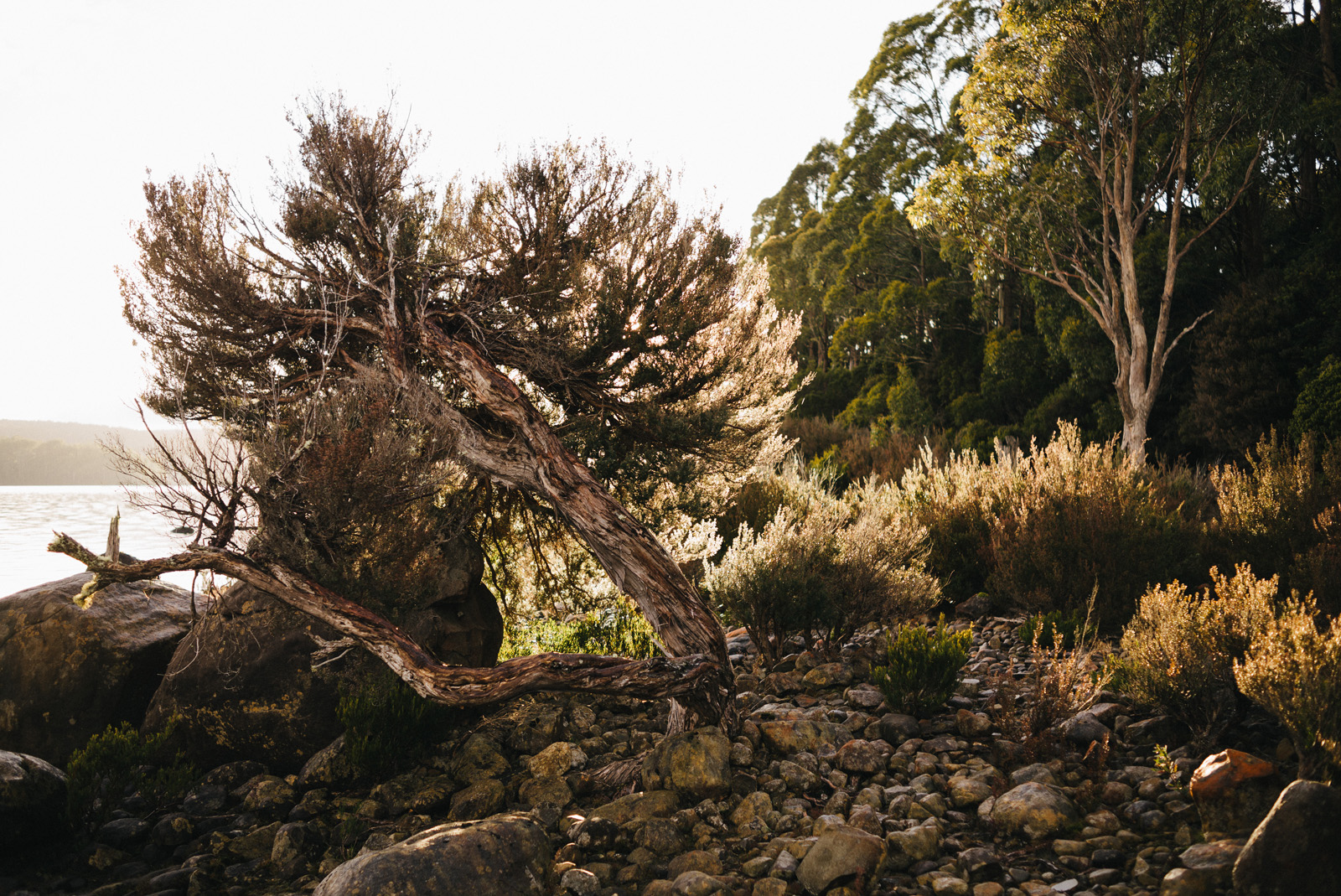 20150907_TasmaniaRoadtrip_074230-Nick-Bedford,-Photographer-Australia, Lake St Claire, Leica M Typ 240, Road Trip, Summarit 35mm, Tasmania, Travel, VSCO Film.jpg