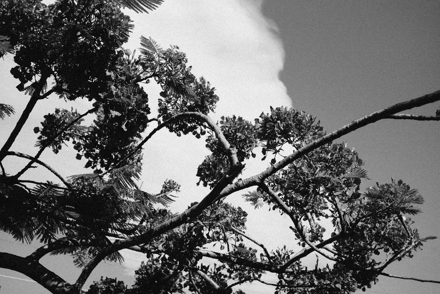  Bright red flame tree in black and white... Go figure. 