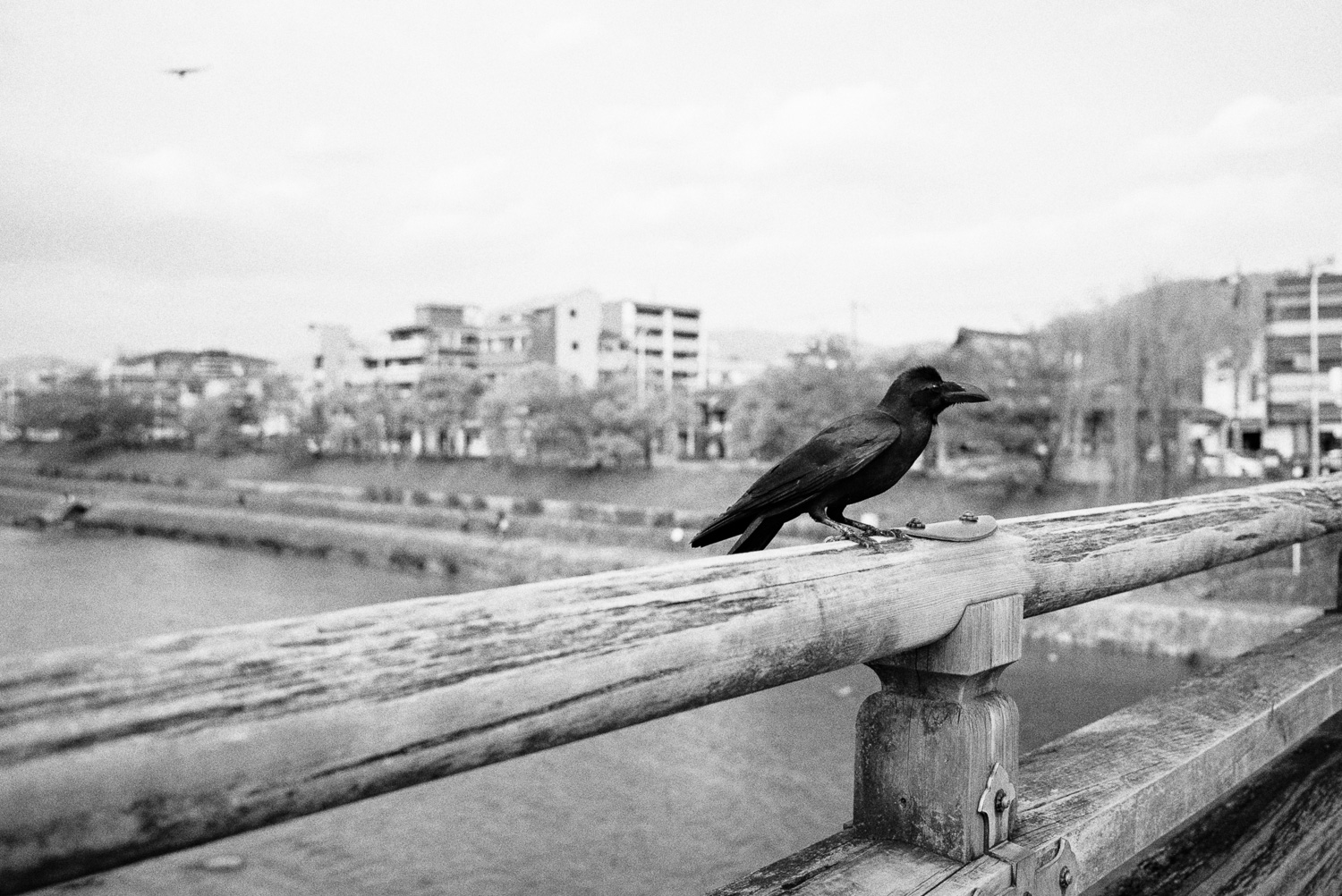  Karasu perched on the bridge in downtown Kyoto. 