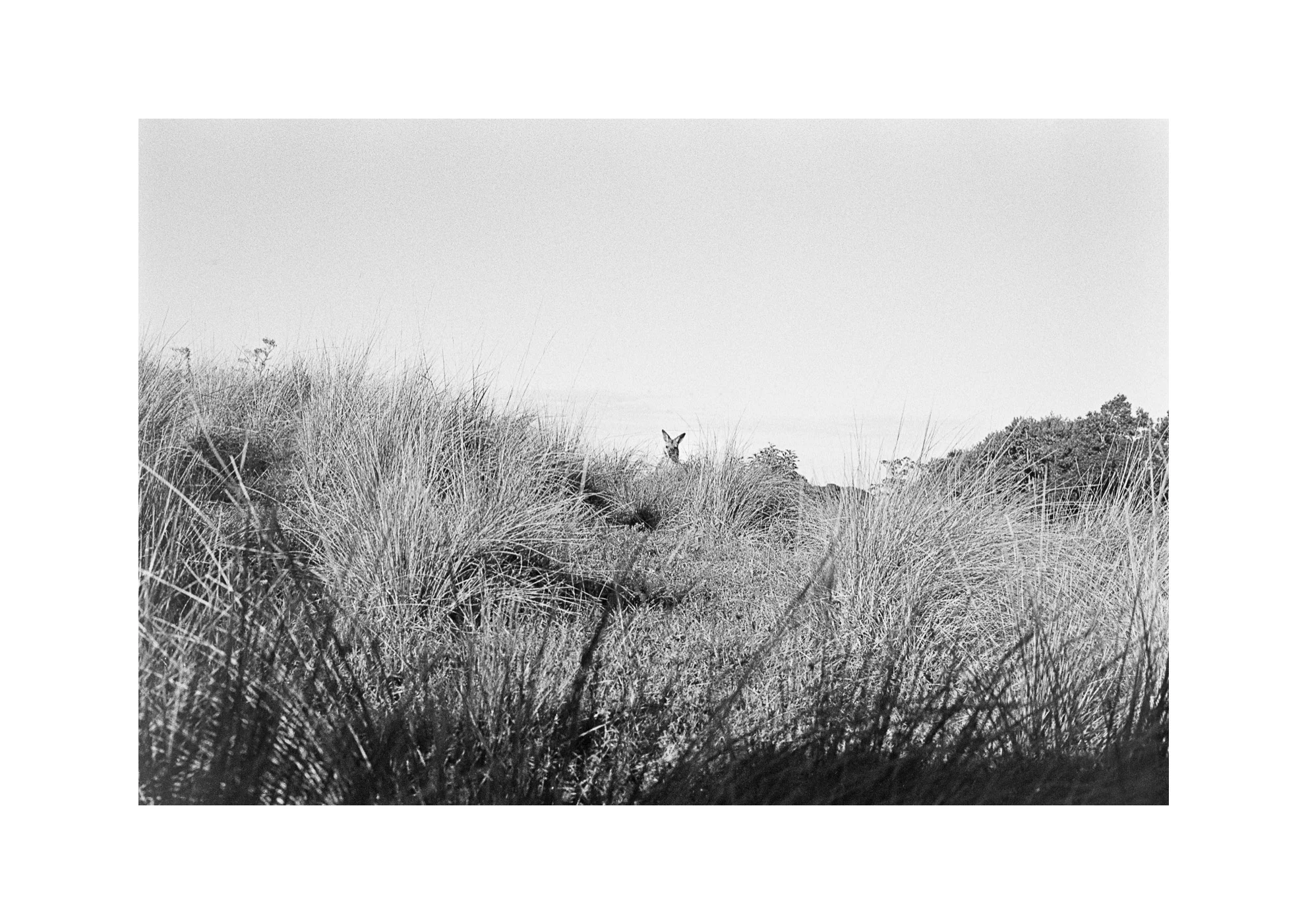 Wallaby in the Grass, 2017