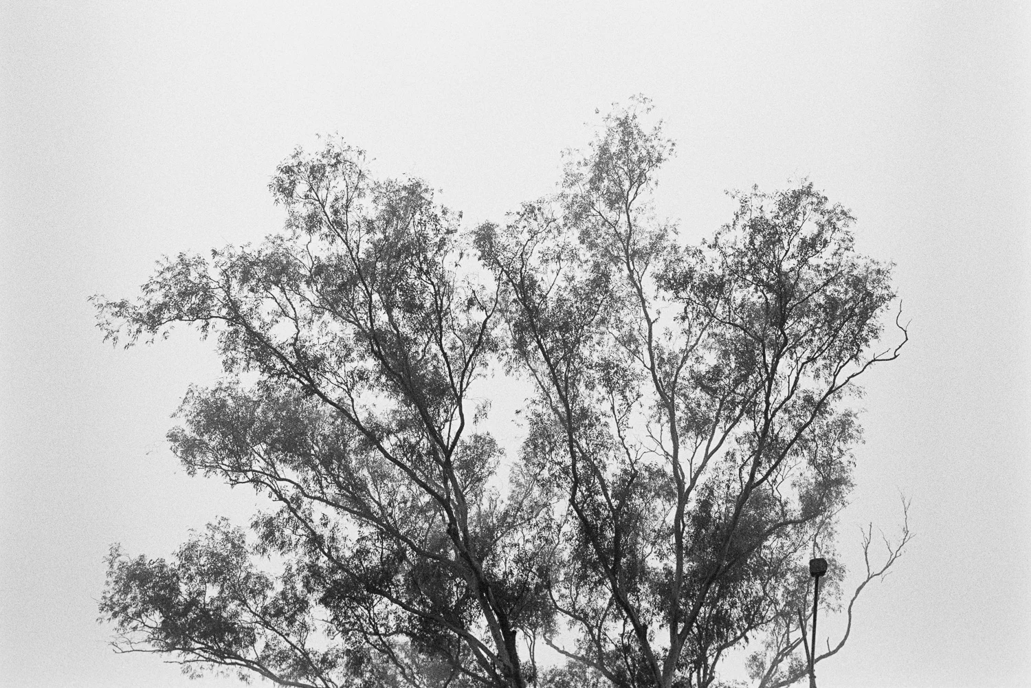 Tree art.